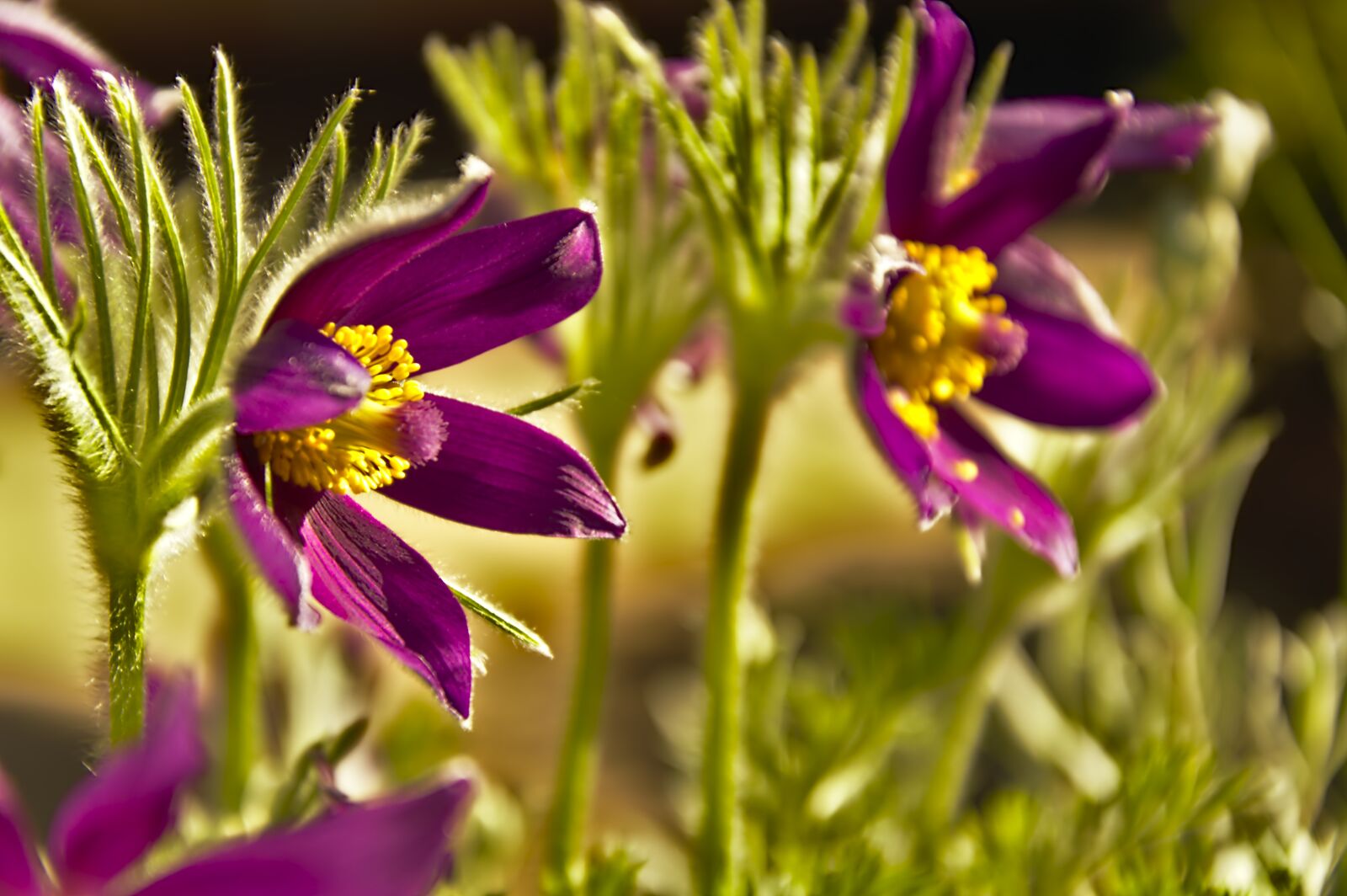 Nikon D3200 sample photo. Pasqueflower, pasque flower, common photography