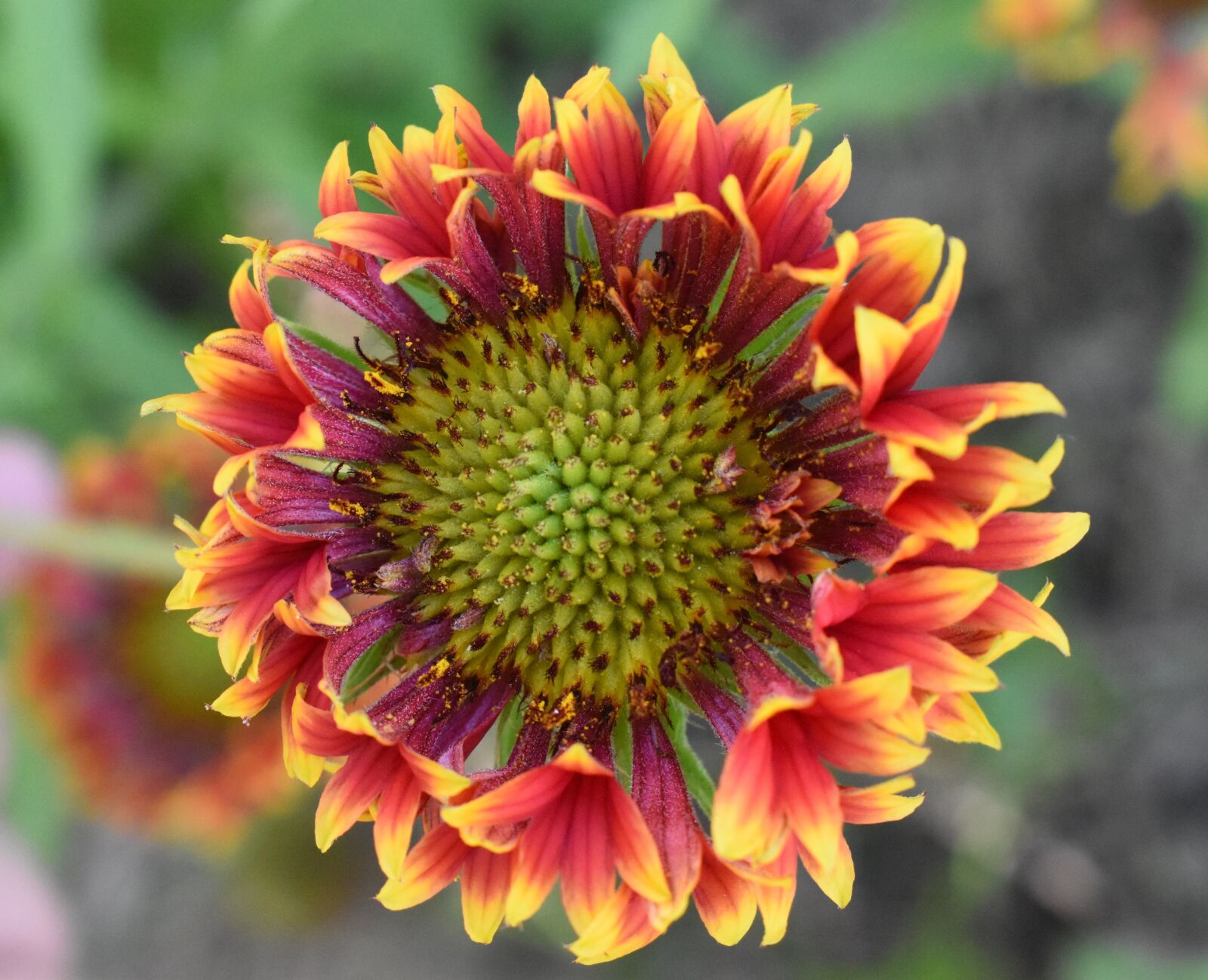 Nikon D5500 sample photo. Gaillardia, flower, red and photography