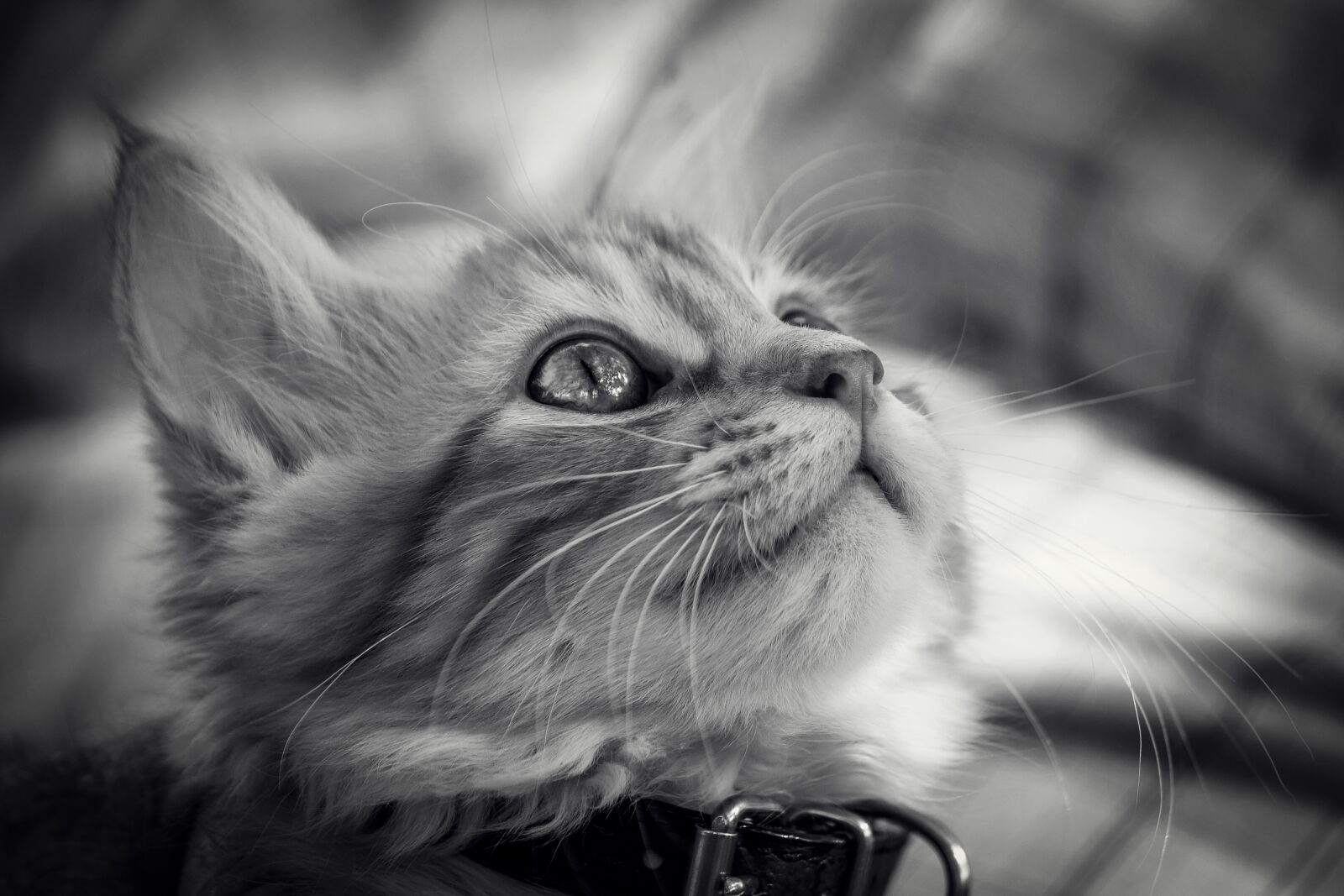 Nikon D7200 sample photo. Cat, animal, cute photography