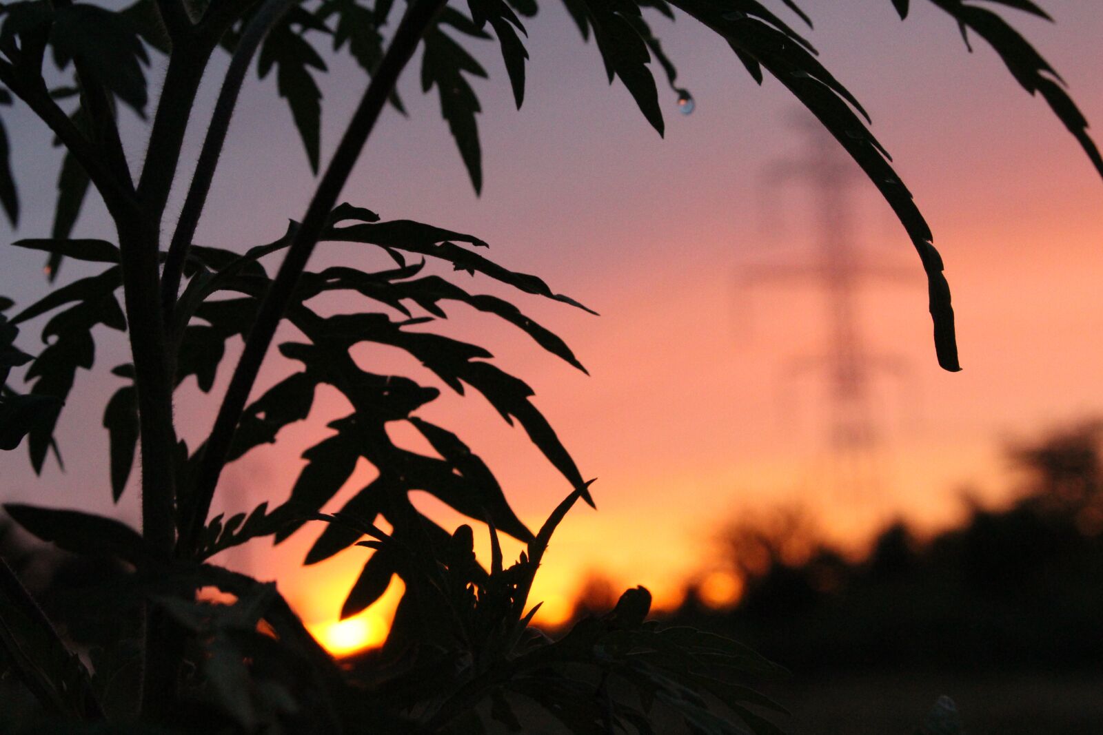 Canon EOS 700D (EOS Rebel T5i / EOS Kiss X7i) sample photo. Plan, focus, peace photography