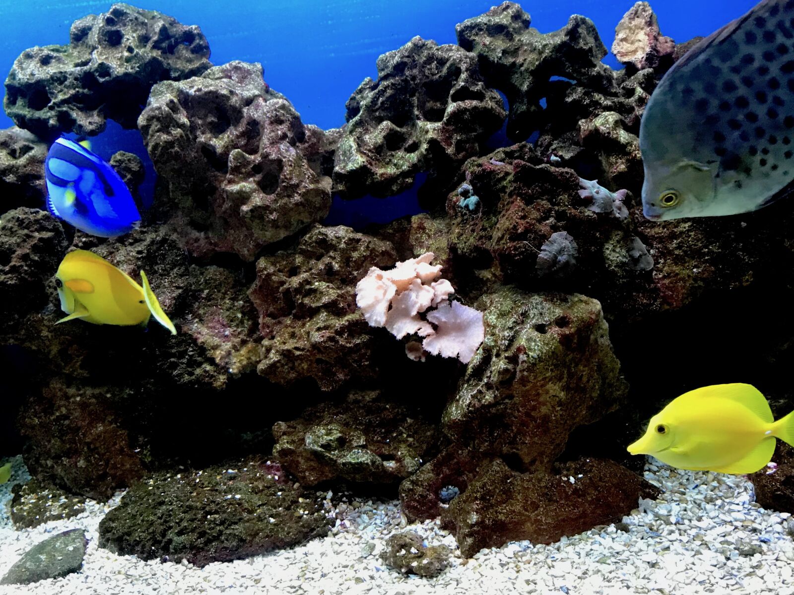 Apple iPhone 7 sample photo. Aquarium, fish, coral photography