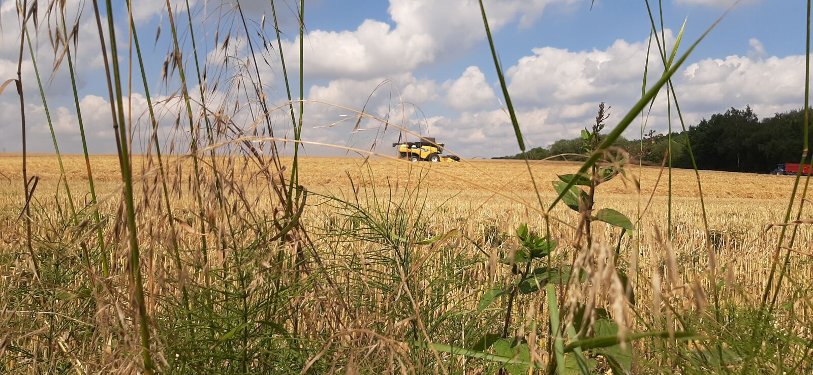 Samsung Galaxy A50 sample photo. Summer, harvest, field photography