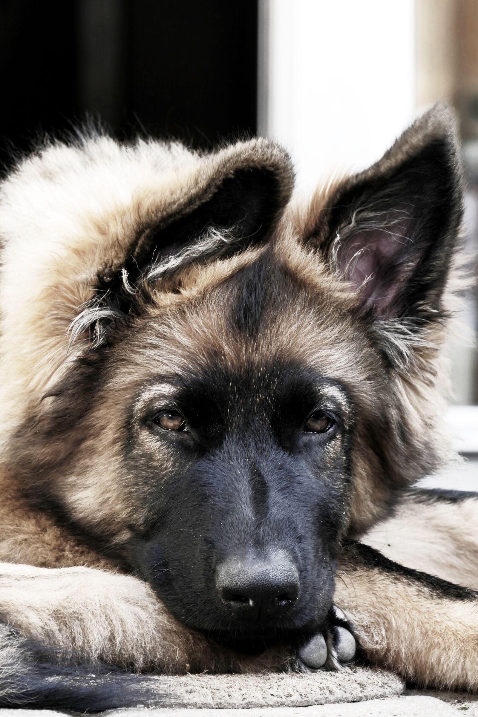 Panasonic Lumix DMC-FZ1000 sample photo. Puppy, sch fer dog photography