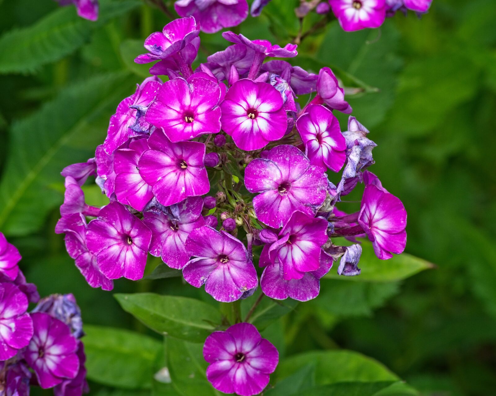 Nikon D7100 sample photo. Phlox, flame flowers, lock-up photography