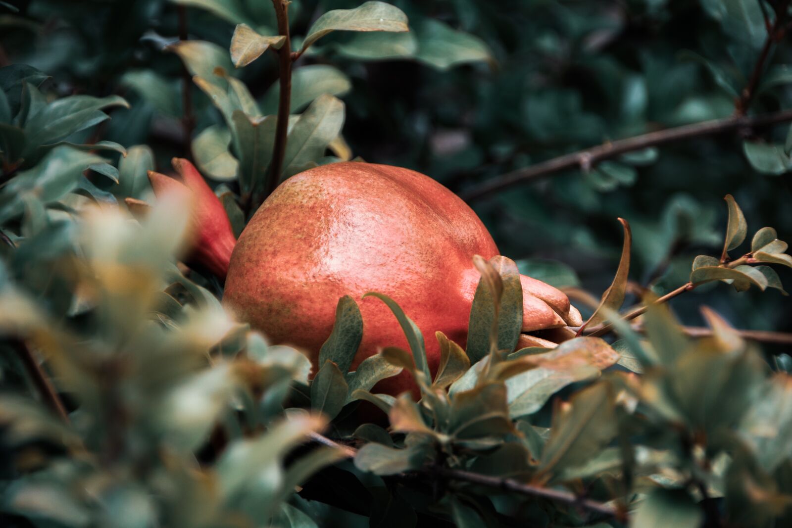 Canon EOS 750D (EOS Rebel T6i / EOS Kiss X8i) sample photo. Pomegranate, garden, fruit photography