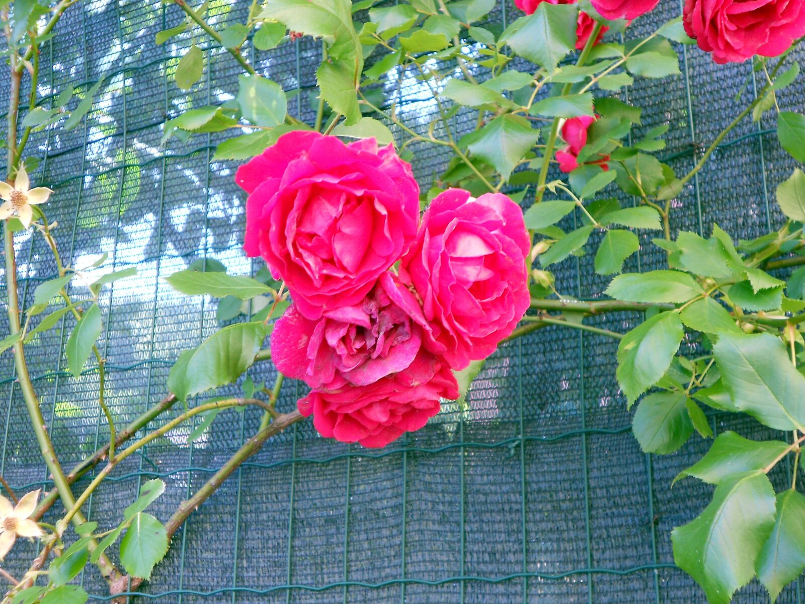 Nikon Coolpix S3100 sample photo. Pink roses, romantic, flowers photography