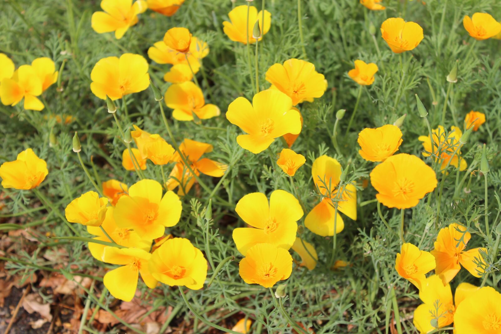 Canon EOS 600D (Rebel EOS T3i / EOS Kiss X5) sample photo. Flowers, yellow, autumn photography