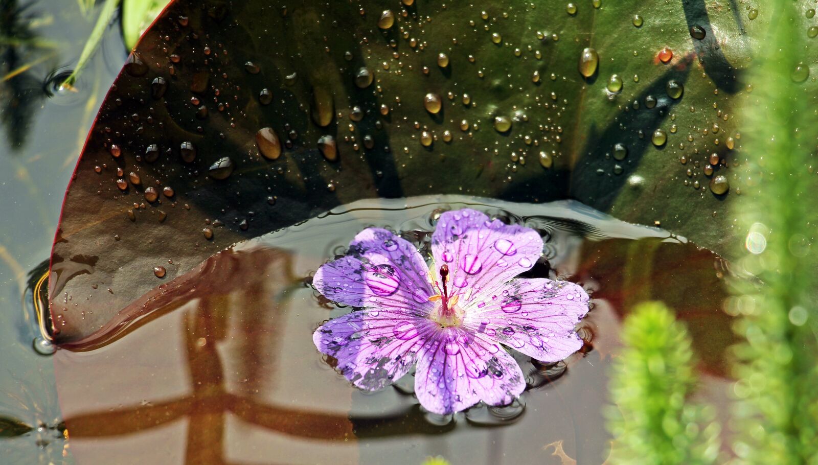 Canon EOS 550D (EOS Rebel T2i / EOS Kiss X4) sample photo. Water lilies, nuphar, lily photography