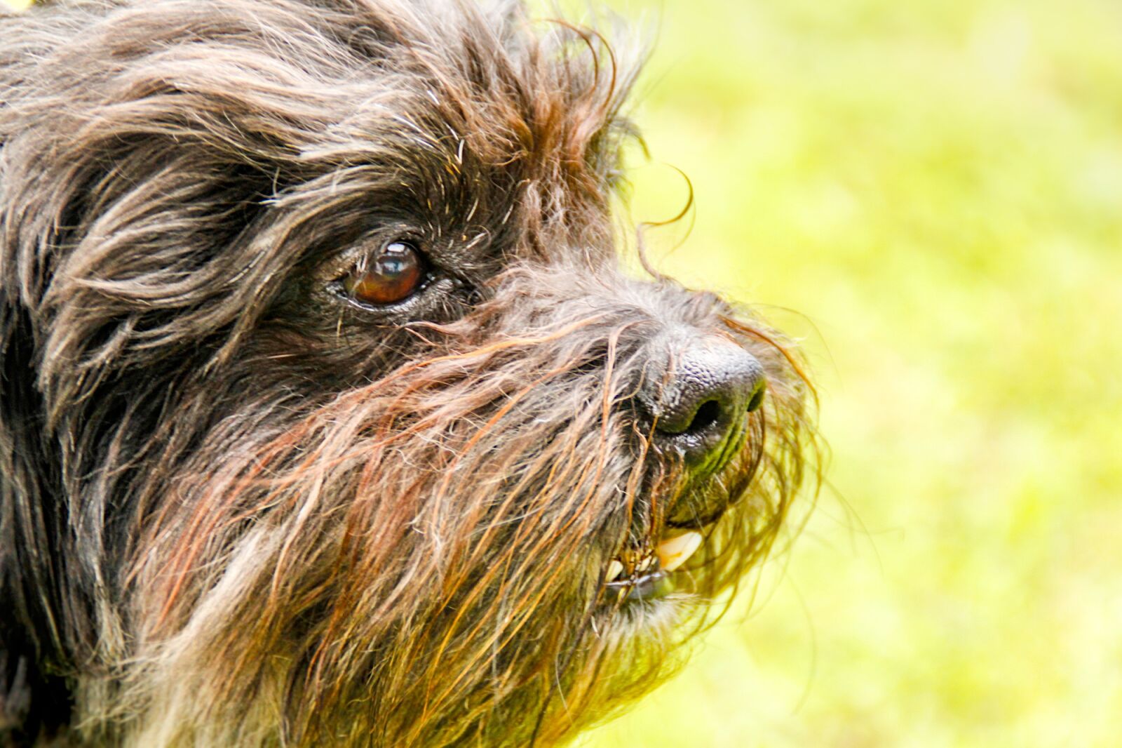 Canon EOS 60D sample photo. Dog, snout, clarity photography