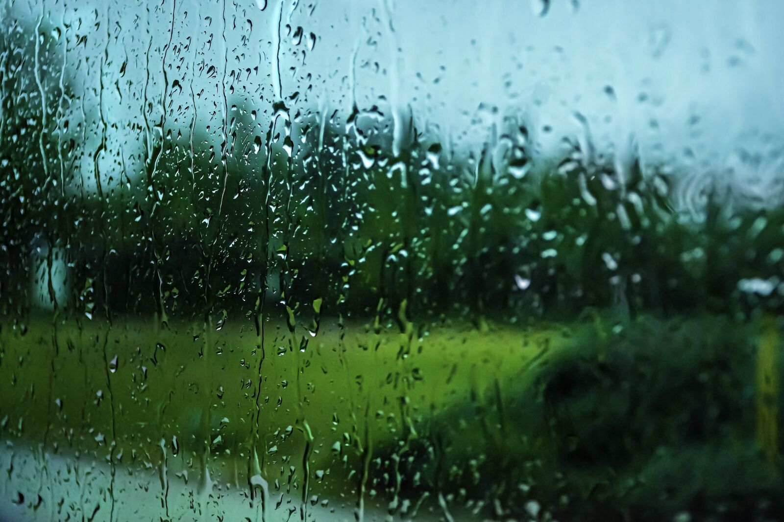 Nikon D5600 sample photo. Rain, raindrops, droplets photography