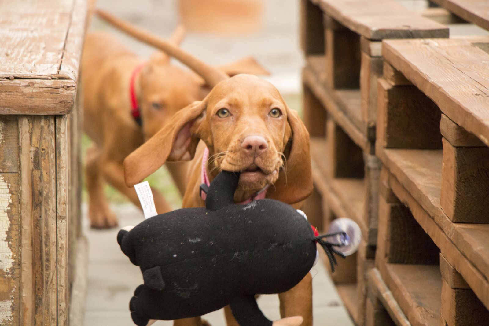 Canon EOS 70D + Canon EF 50mm F1.8 STM sample photo. Dog, a wall, garden photography