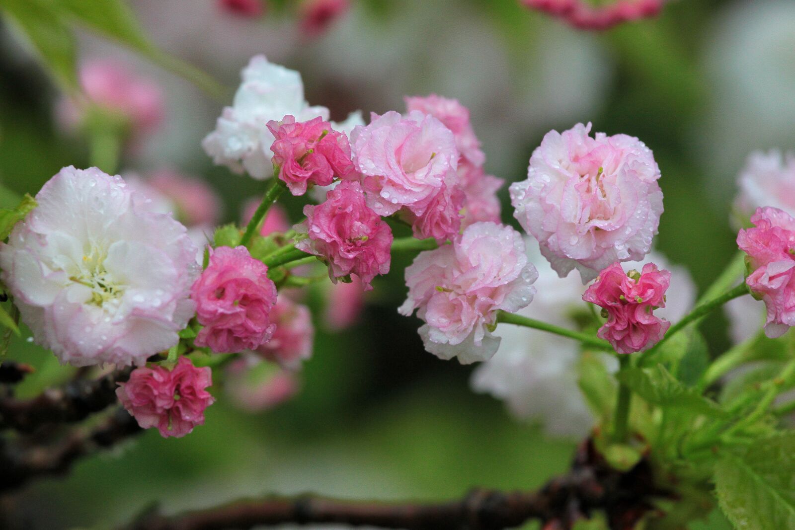 Canon EOS 500D (EOS Rebel T1i / EOS Kiss X3) sample photo. Plant, cherry blossoms, chrysanthemum photography