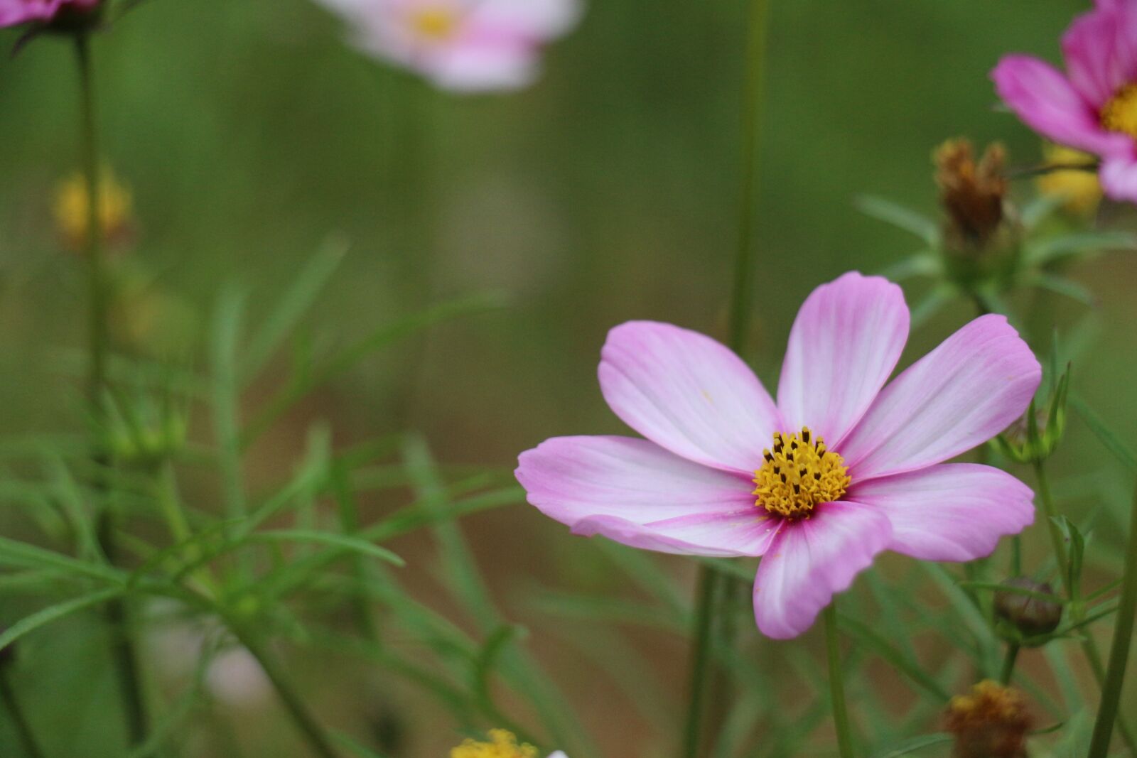 Canon EOS 700D (EOS Rebel T5i / EOS Kiss X7i) sample photo. Nature, flower, plant photography