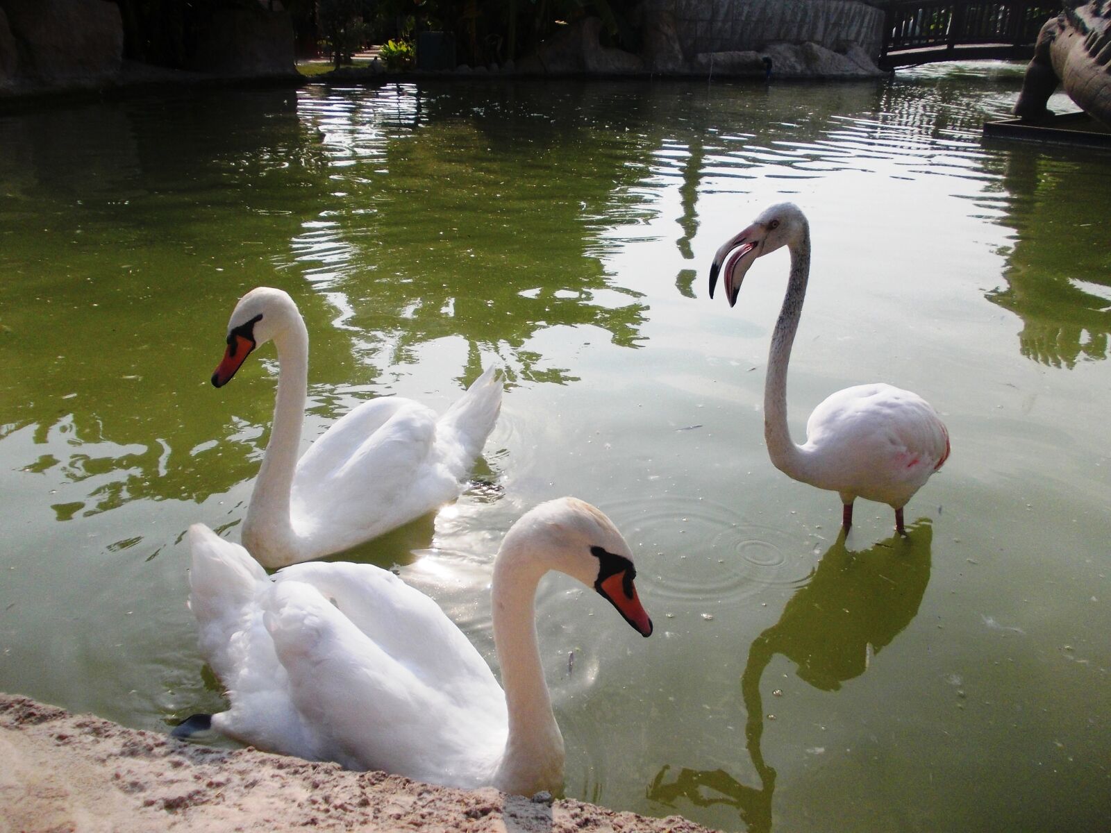 Nikon COOLPIX L25 sample photo. Swan, pond, water photography