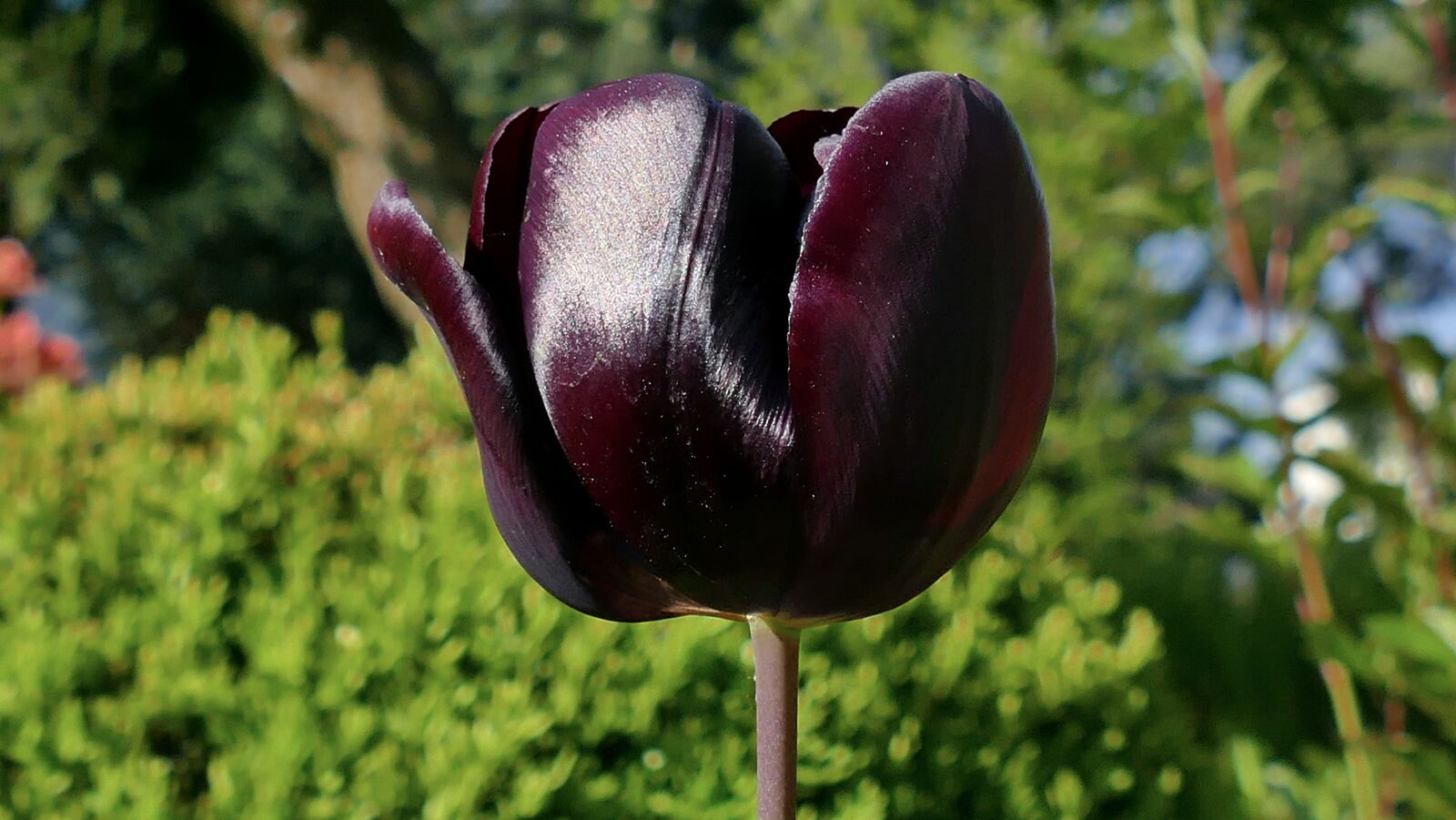 Panasonic Lumix DMC-FZ1000 sample photo. Tulip, flower, violet photography