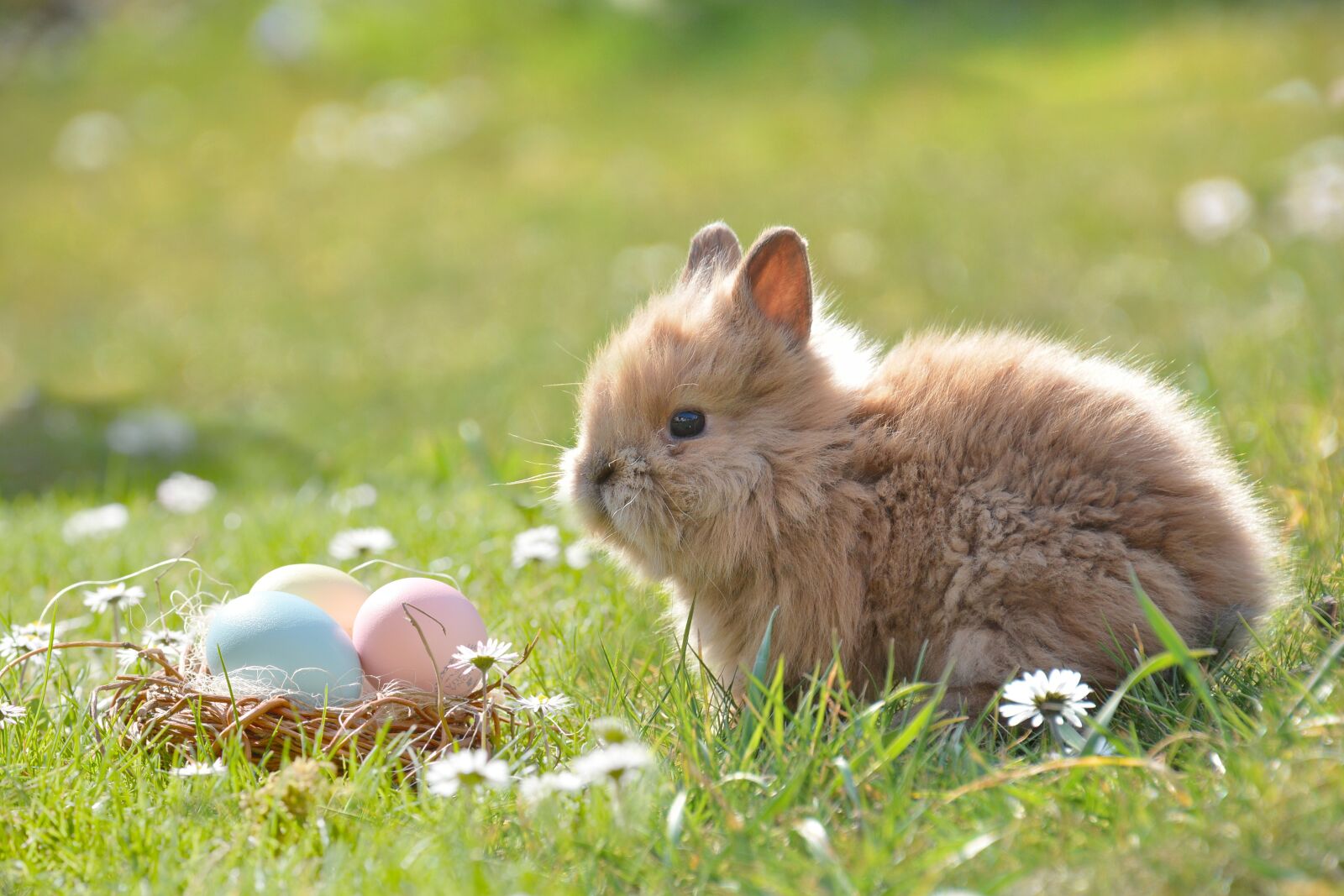 Nikon D7100 sample photo. Easter, easter bunny, egg photography