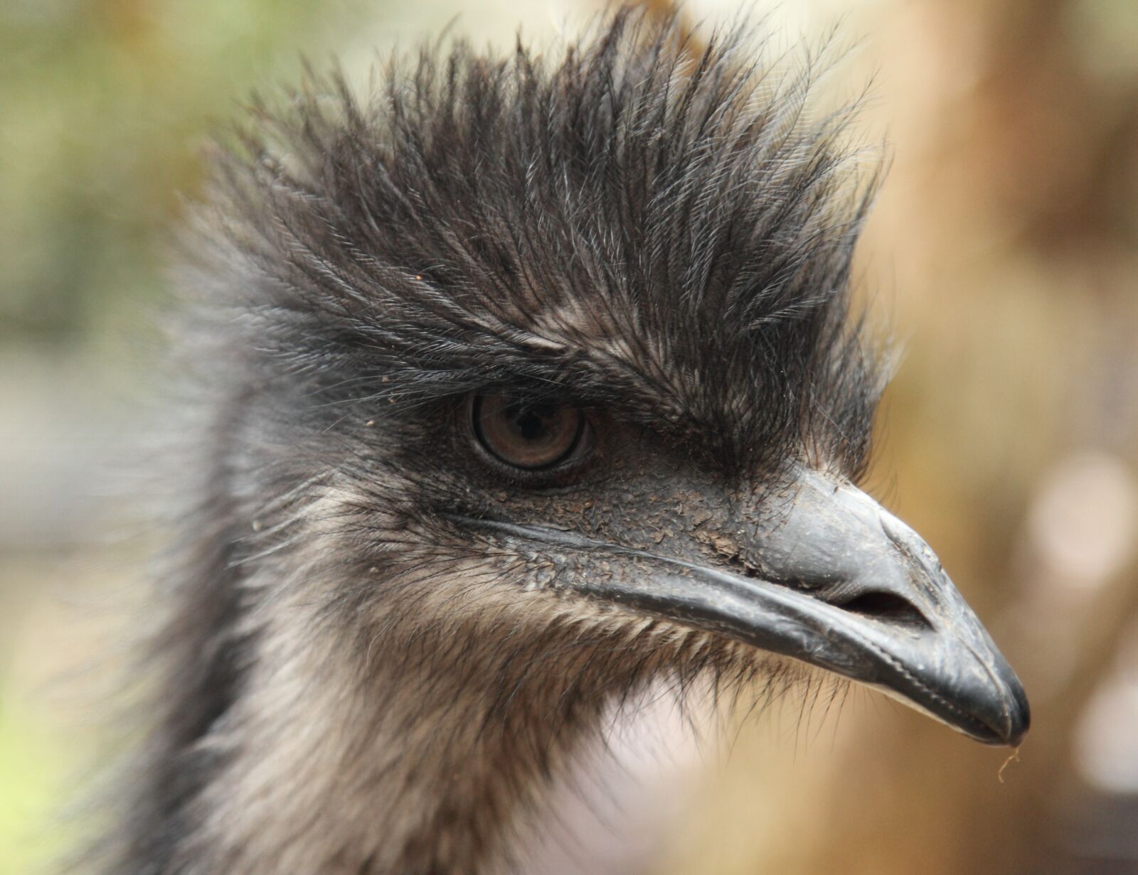 Canon EOS 5D Mark II sample photo. Emu, animal, bird photography