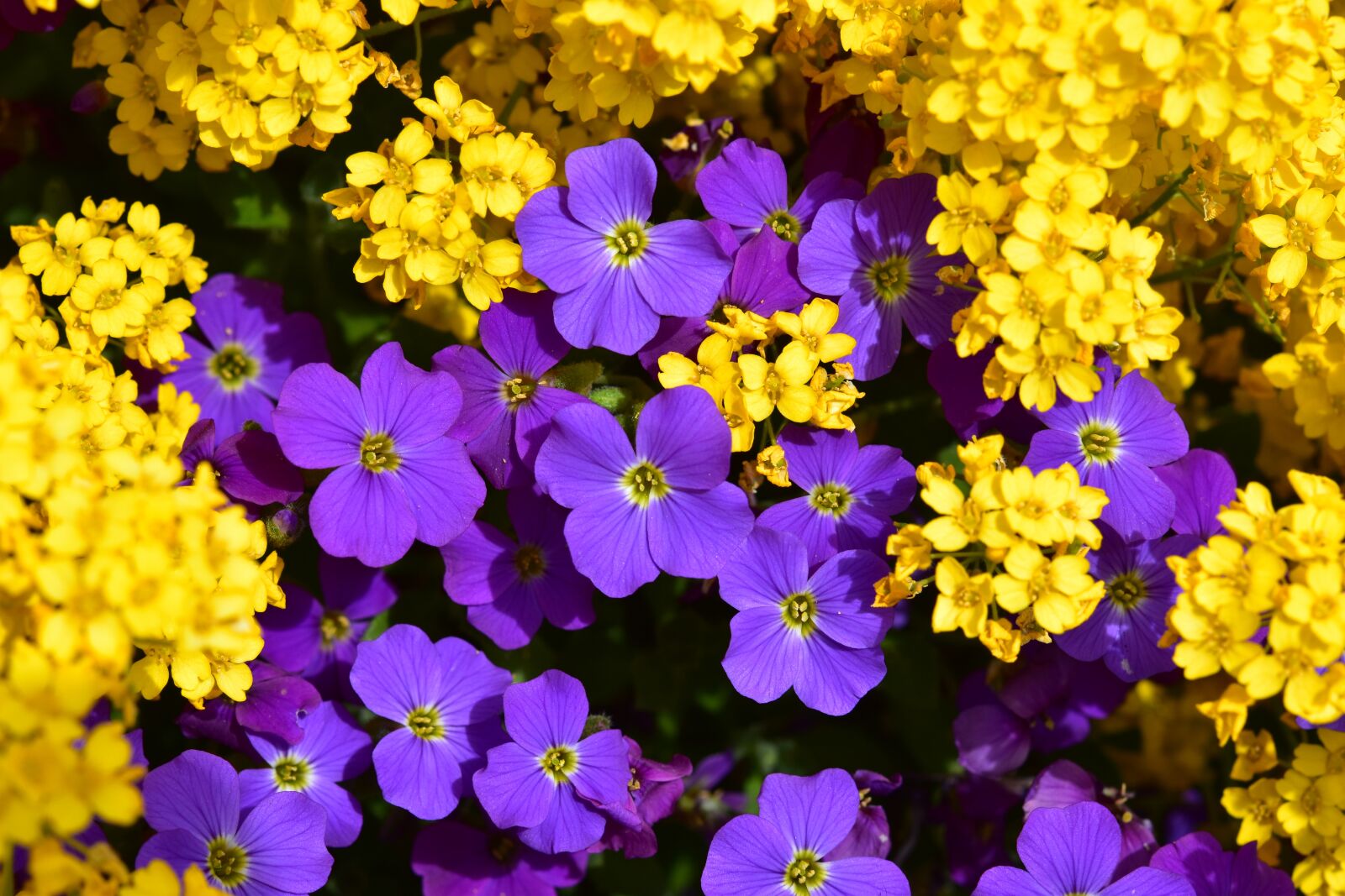 Nikon D5600 sample photo. Flowers, mats flower purple photography