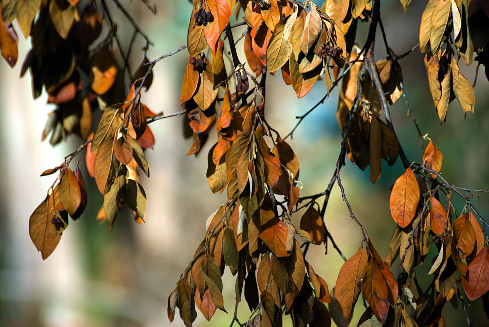 Nikon D80 sample photo. Autumn leaves 1 photography