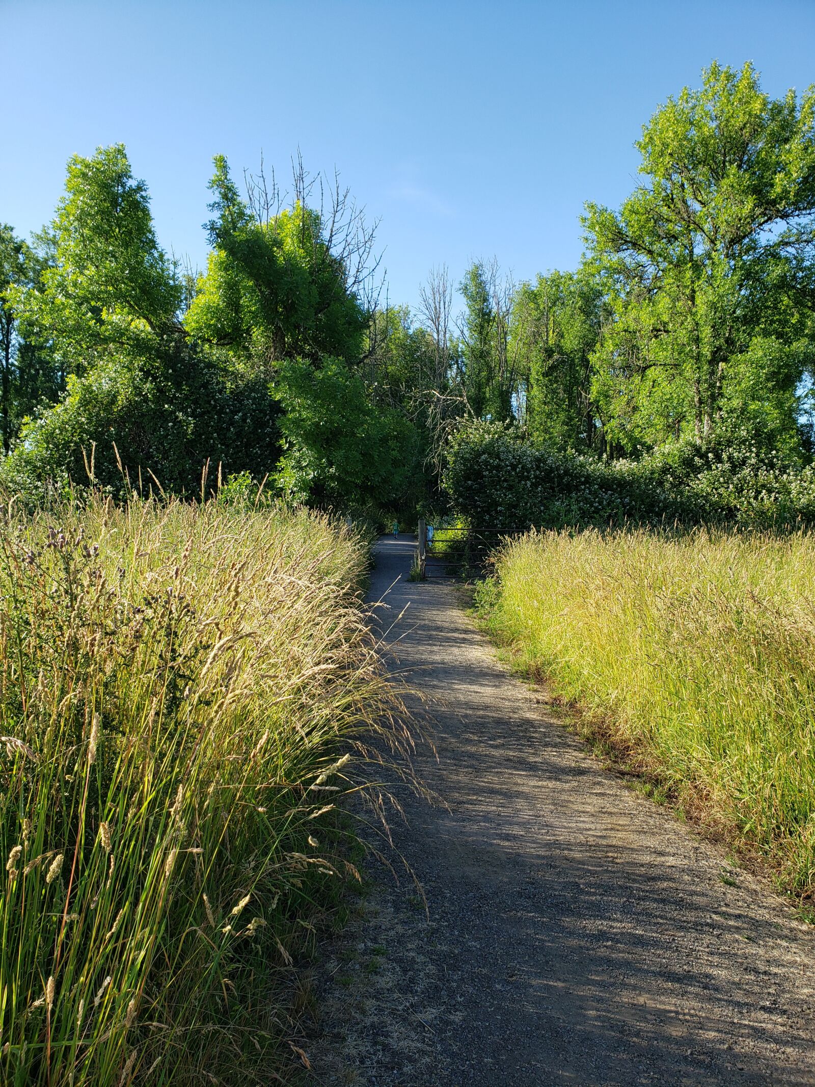 Samsung Galaxy S9 sample photo. Path, trail, nature photography