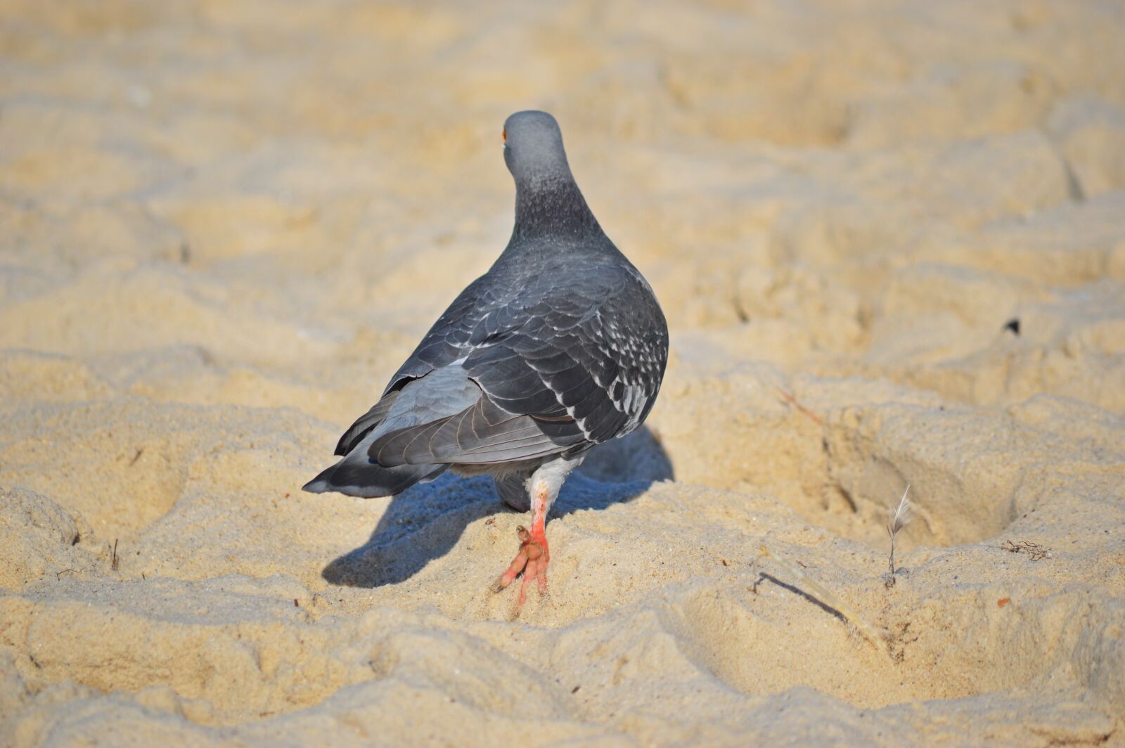 Nikon D3200 sample photo. Pigeon, bird, sand photography