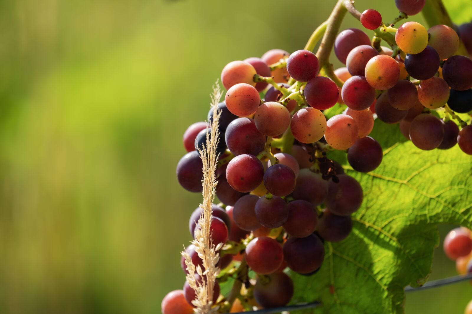 Fujifilm XF 55-200mm F3.5-4.8 R LM OIS sample photo. Grapes, fruit, fruits photography