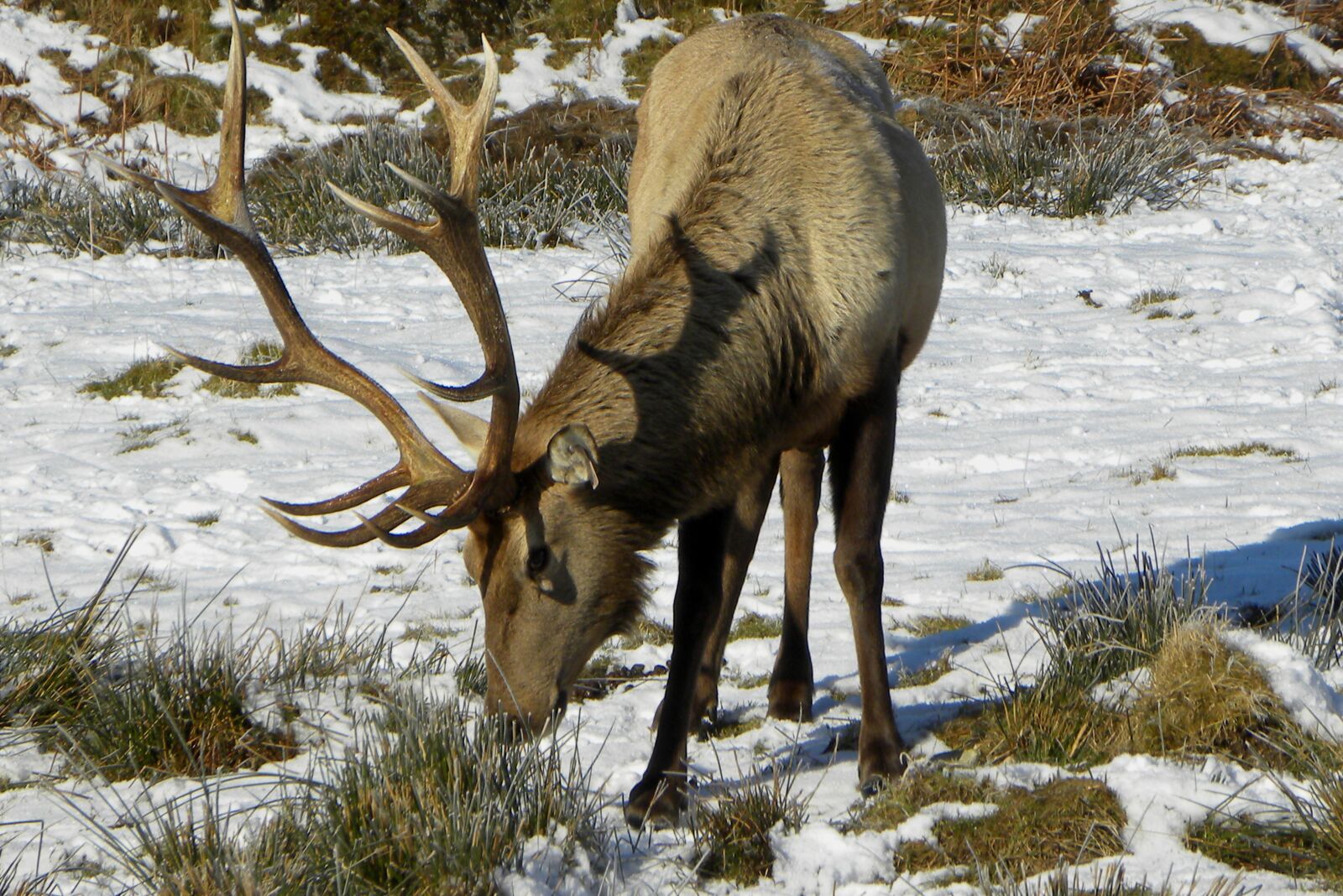 Nikon Coolpix P90 sample photo. Deer, animal, wildlife photography