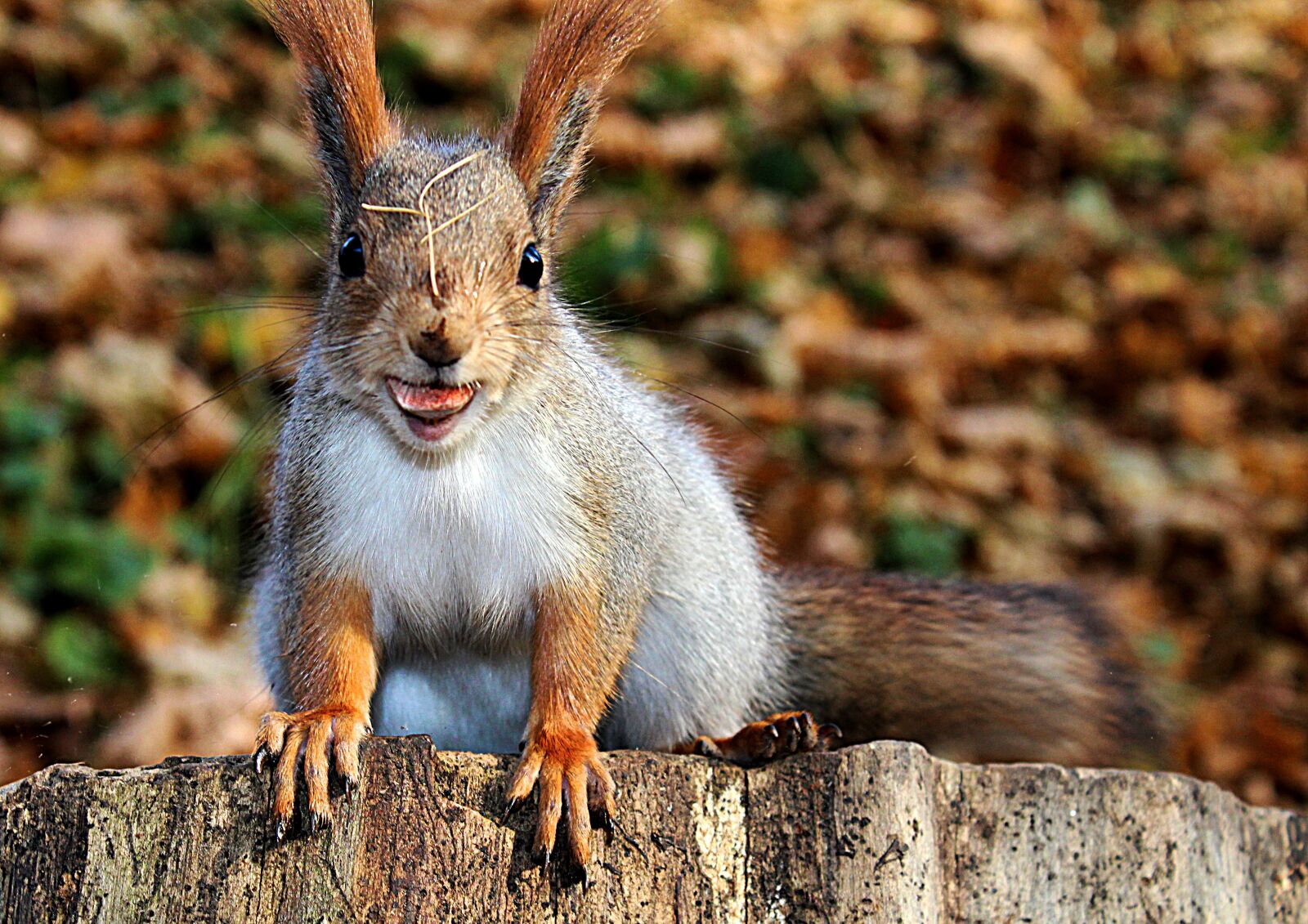 Canon EOS 1200D (EOS Rebel T5 / EOS Kiss X70 / EOS Hi) sample photo. Squirrel, rodent, animals photography
