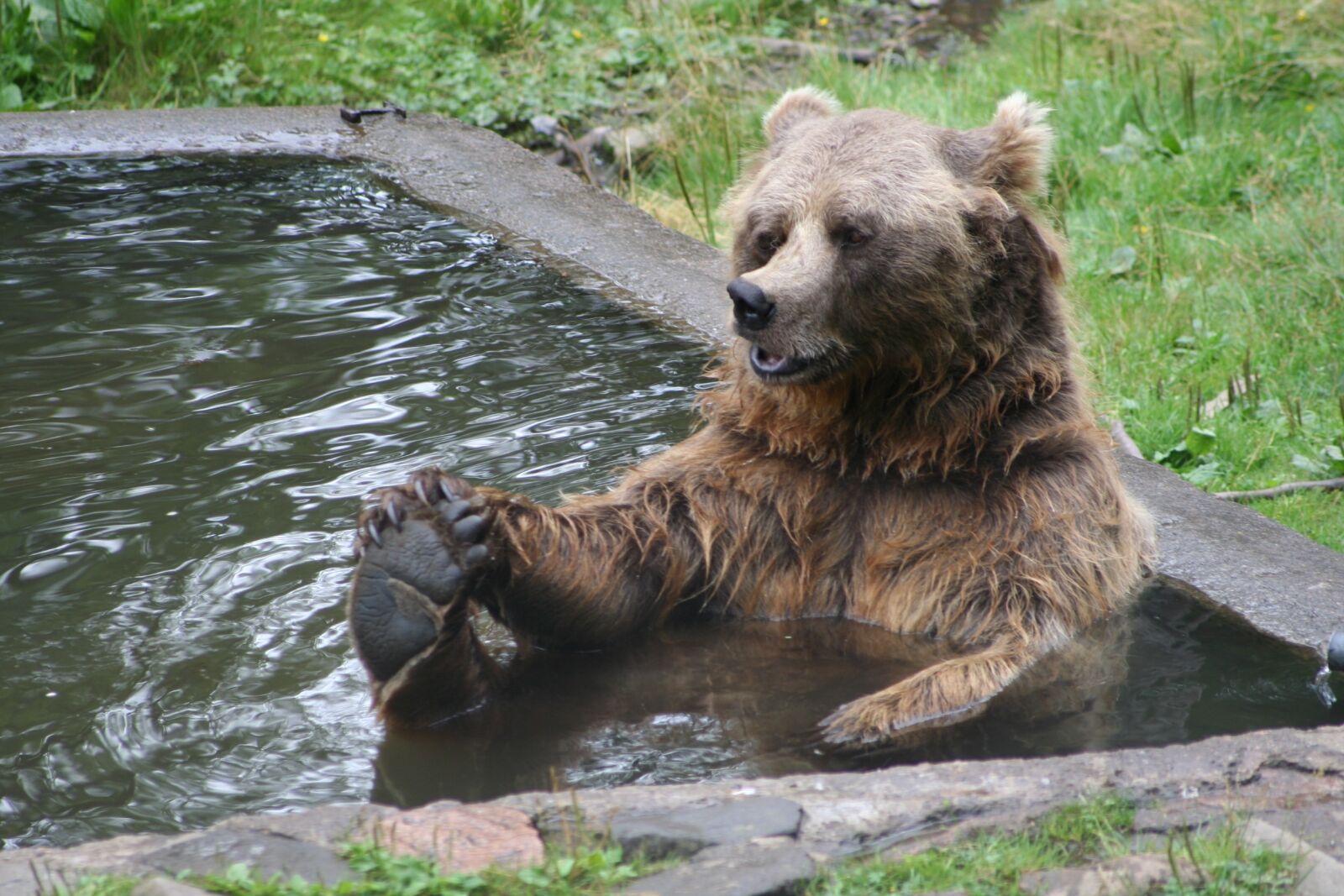 Canon EOS 350D (EOS Digital Rebel XT / EOS Kiss Digital N) sample photo. Brown bear, bear, bather photography
