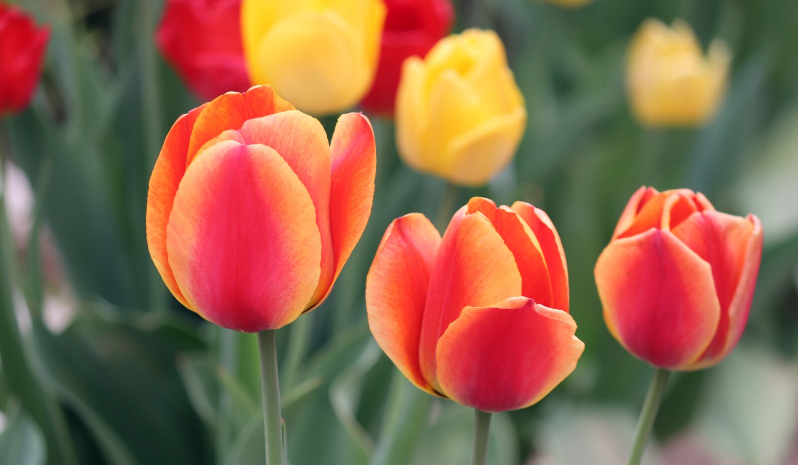 Canon EOS 200D (EOS Rebel SL2 / EOS Kiss X9) sample photo. Tulips, orange, yellow photography