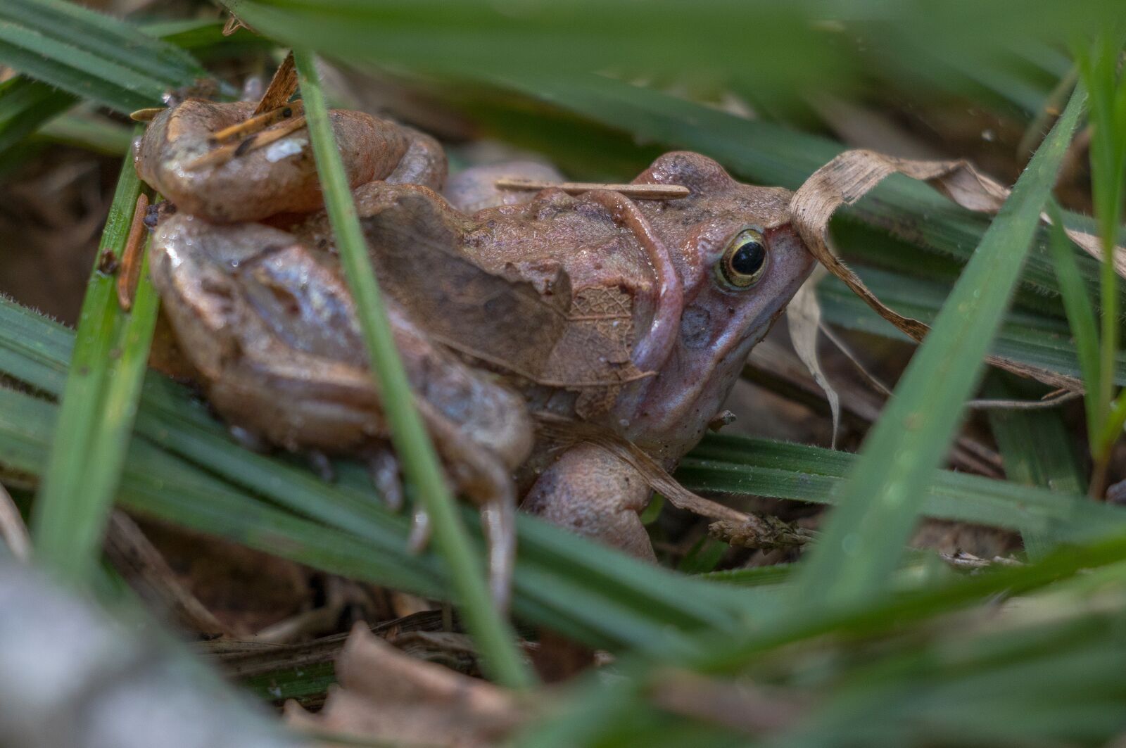 Canon EF-S 18-135mm F3.5-5.6 IS USM sample photo. Frog, amphibian, amphibians photography
