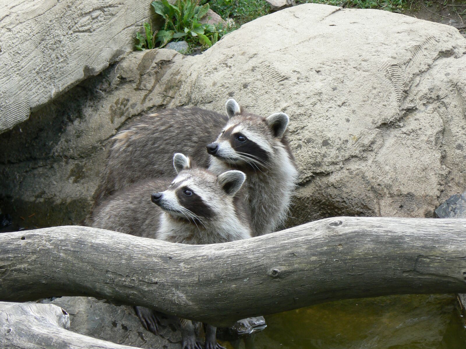 Panasonic DMC-FZ7 sample photo. Mammal, nature, fauna photography
