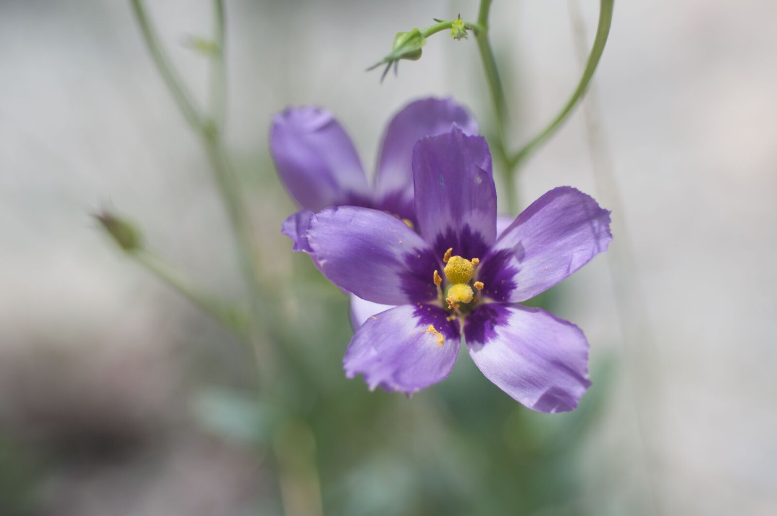 Nikon D90 sample photo. Purple, flower, summer photography