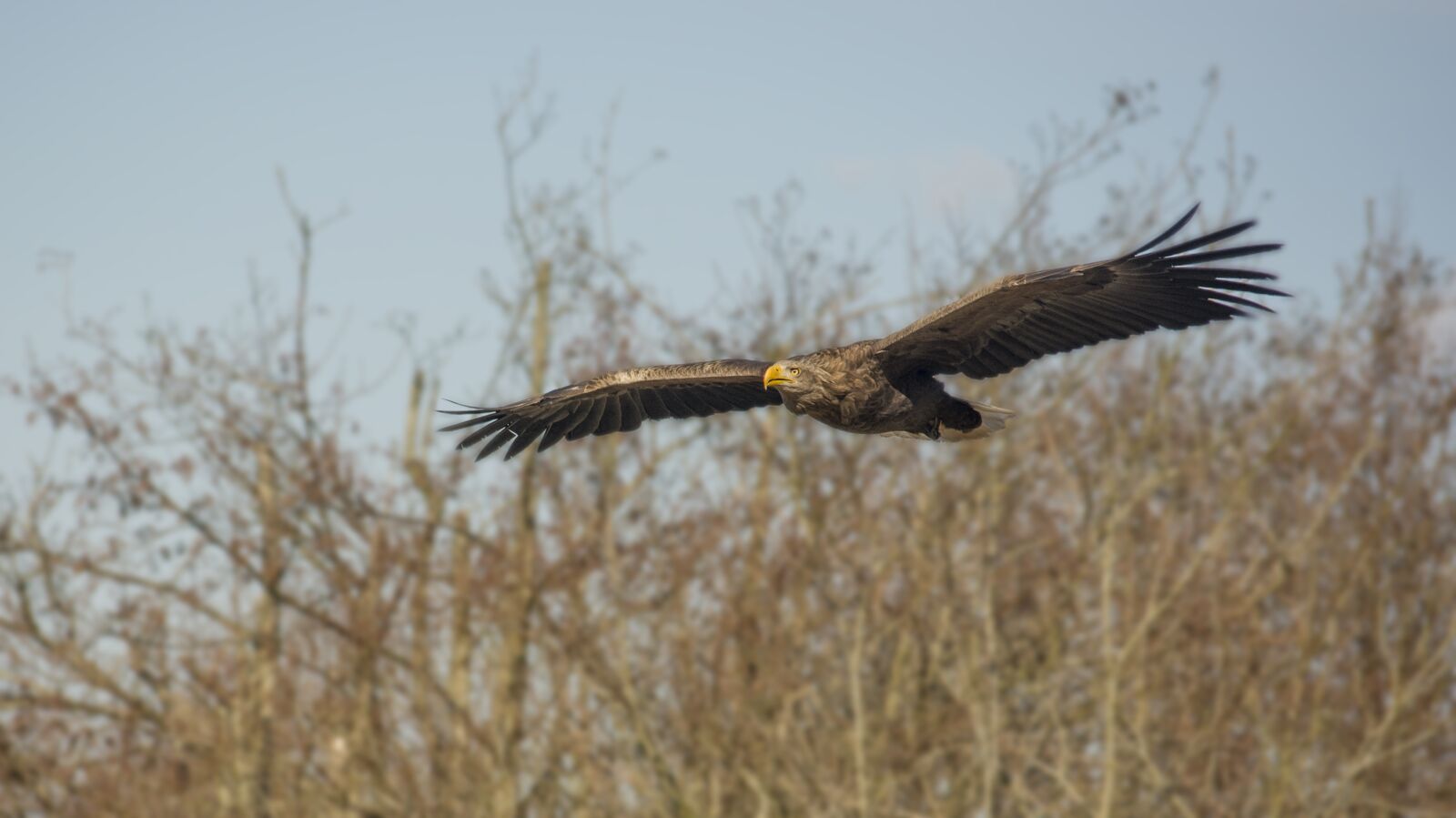 Nikon D5200 sample photo. Eagle, bird, expensive photography