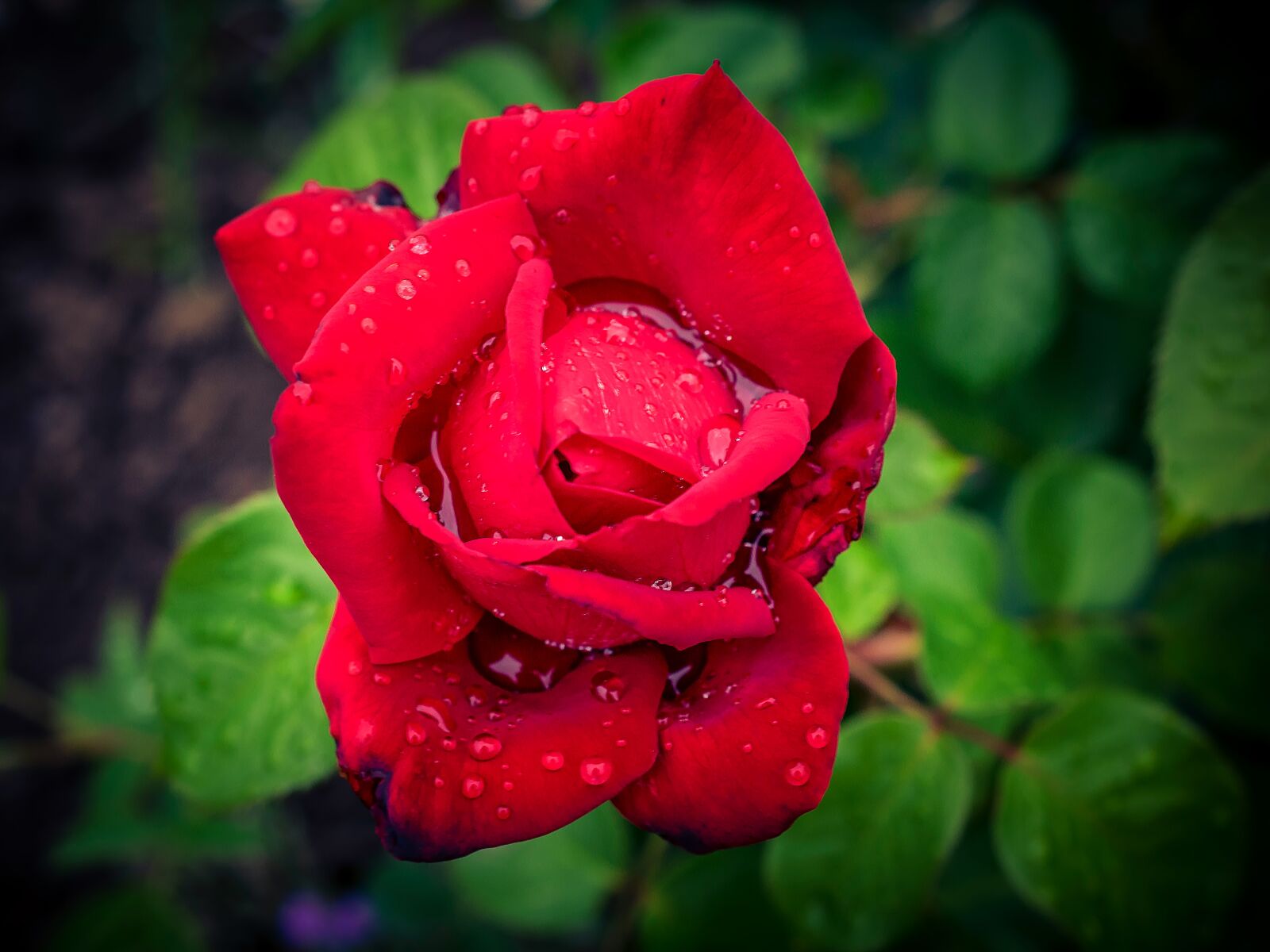 Nikon D3300 sample photo. Flower, plant, nature photography