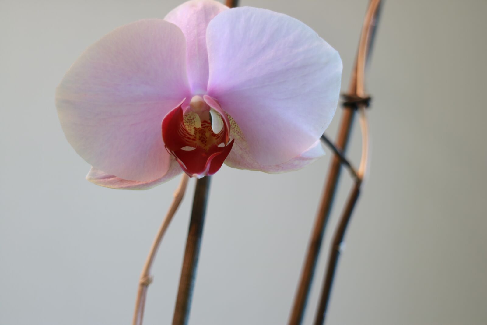 Canon EOS M3 sample photo. Flower, orchid, lovely photography