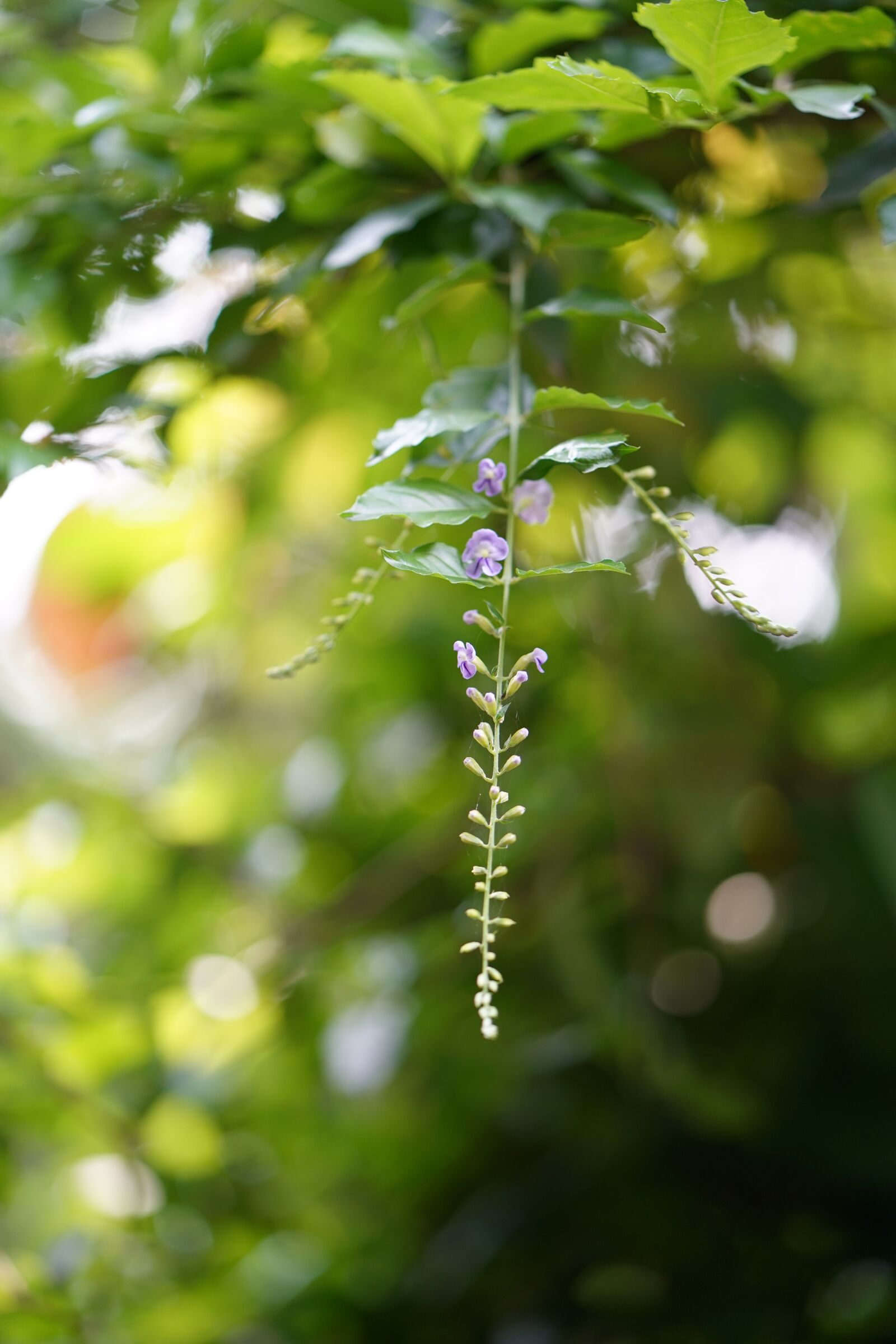 Sony a7 III + ZEISS Batis 85mm F1.8 sample photo. Black color, branch photography
