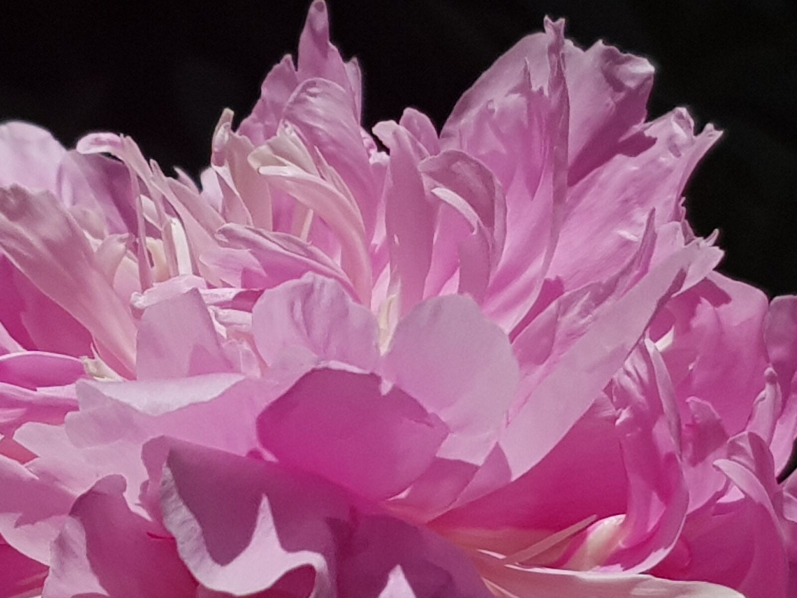 Samsung Galaxy S8+ sample photo. Peony, flowering close, pink photography