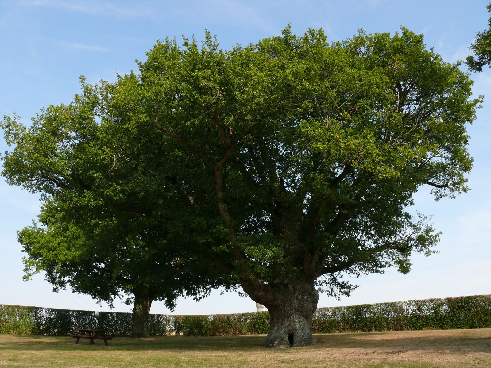 Panasonic DMC-FZ50 sample photo. Big oak, tree, summer photography