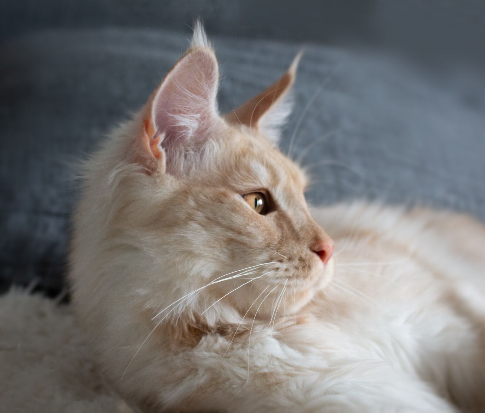 Canon EOS 700D (EOS Rebel T5i / EOS Kiss X7i) sample photo. Cat, mainecoon, portrait photography