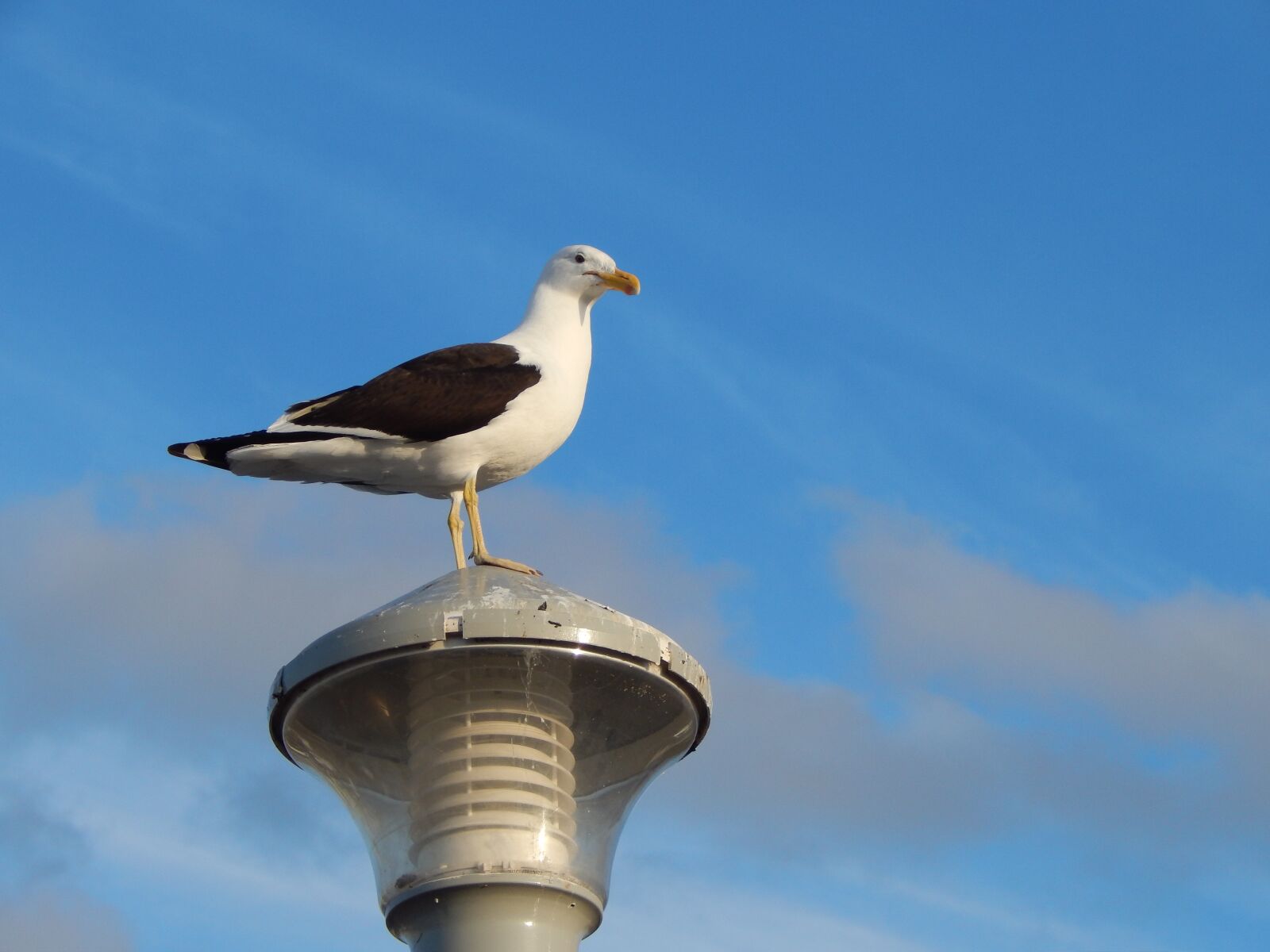 Nikon Coolpix L820 sample photo. Seagull, lamp, bird photography