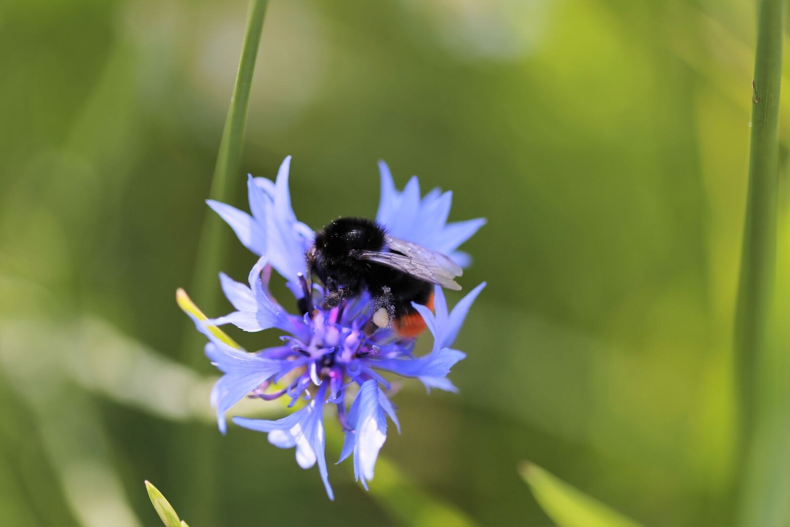 Canon EOS 6D + Canon EF 100mm F2.8 Macro USM sample photo. Bumblebee on cornflower, centaurea photography