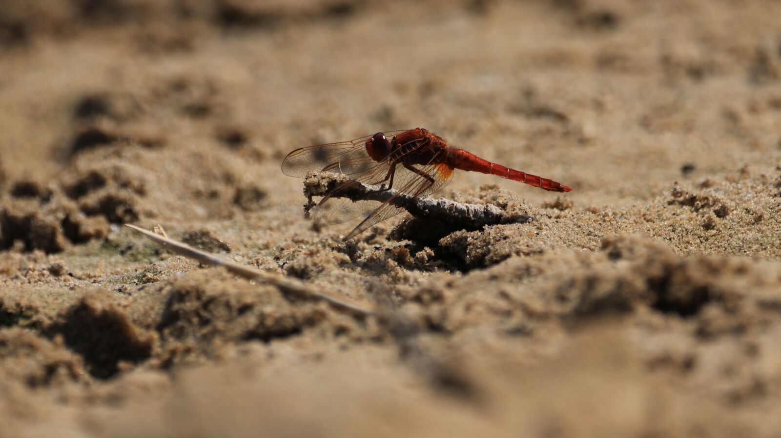 150-600mm F5-6.3 DG OS HSM | Contemporary 015 sample photo. Dragonfly, red, sand photography