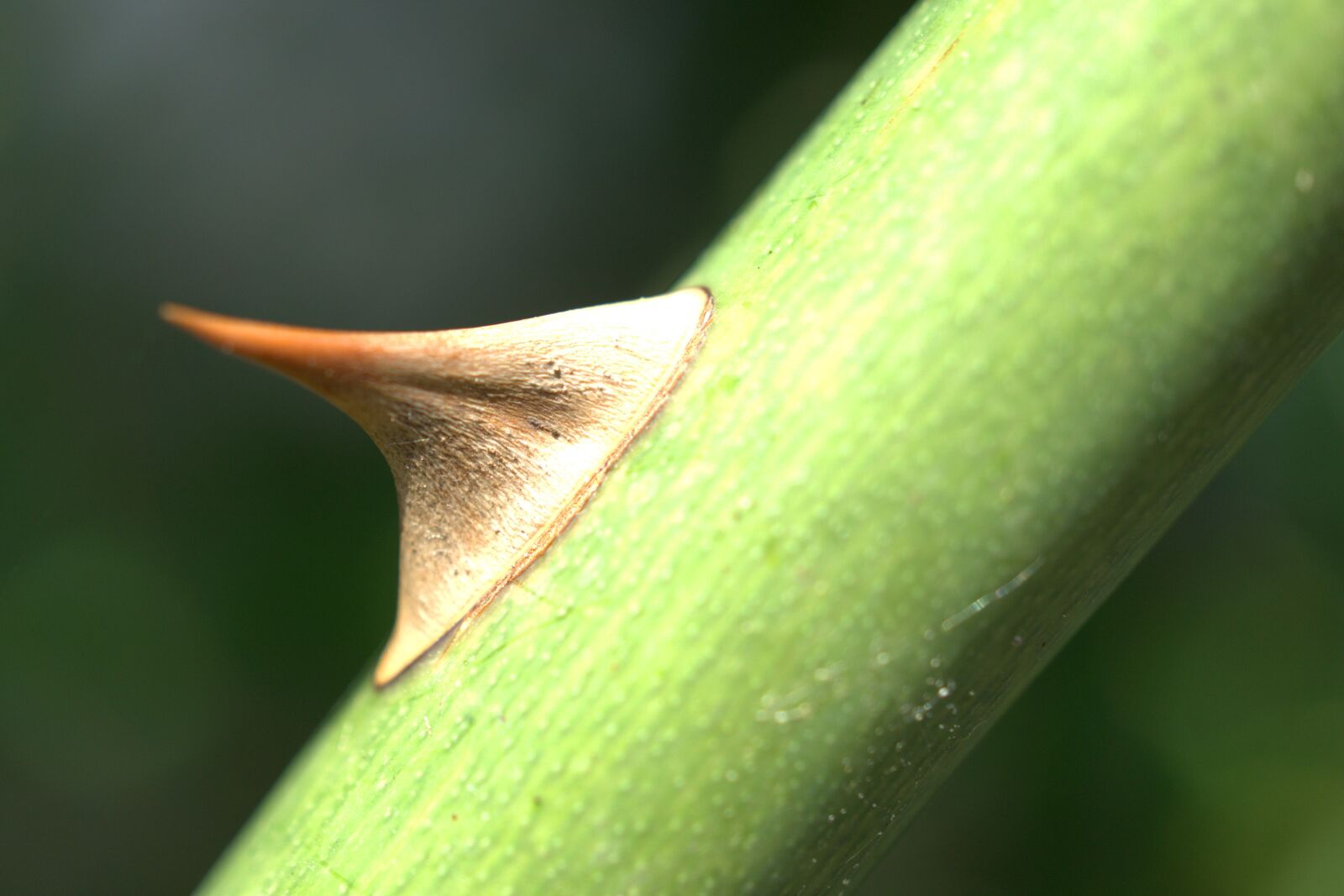 Sony E 30mm F3.5 Macro sample photo. Thorn, rose, nature photography