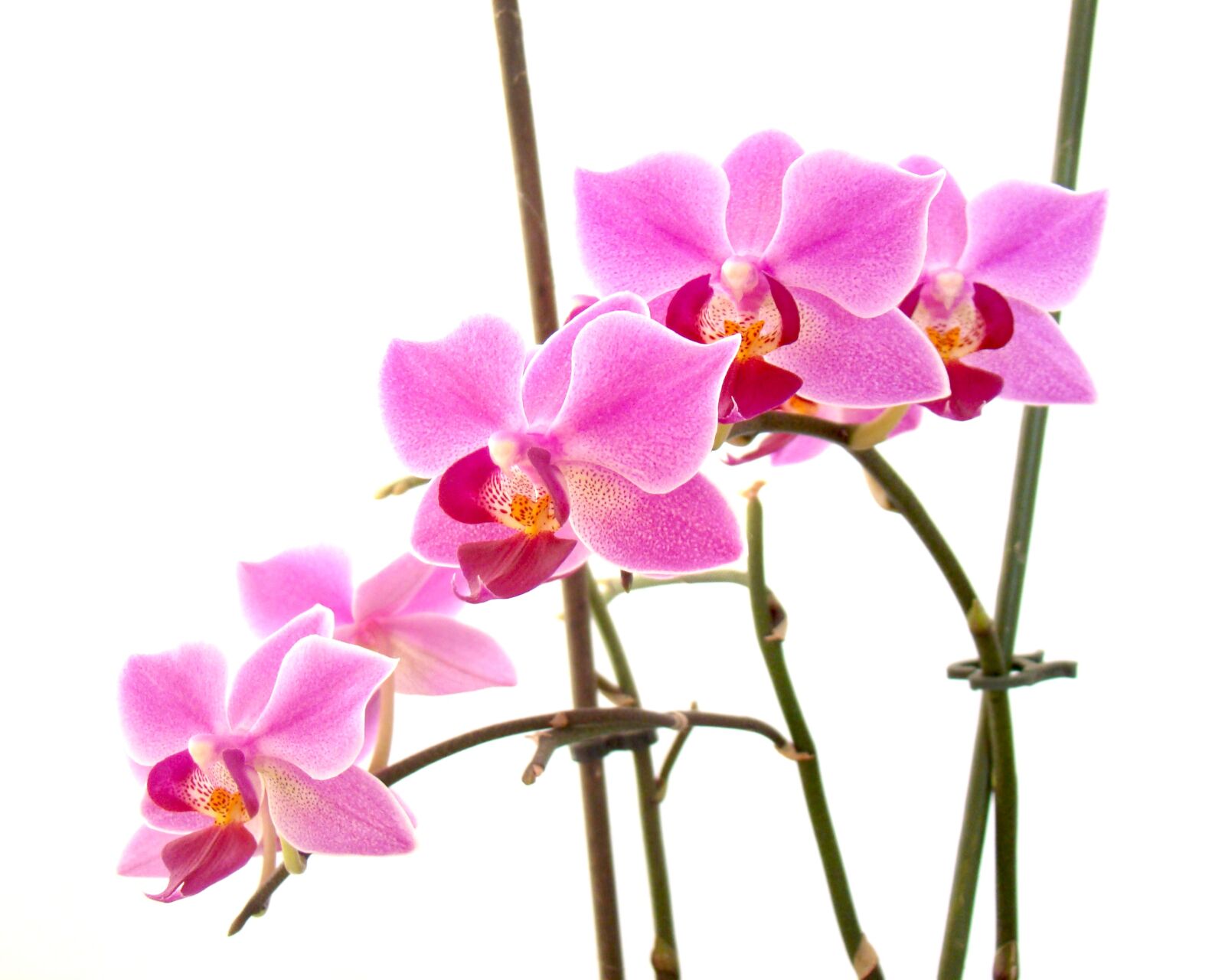 Sony Cyber-shot DSC-H50 sample photo. Flower, flora, nature photography