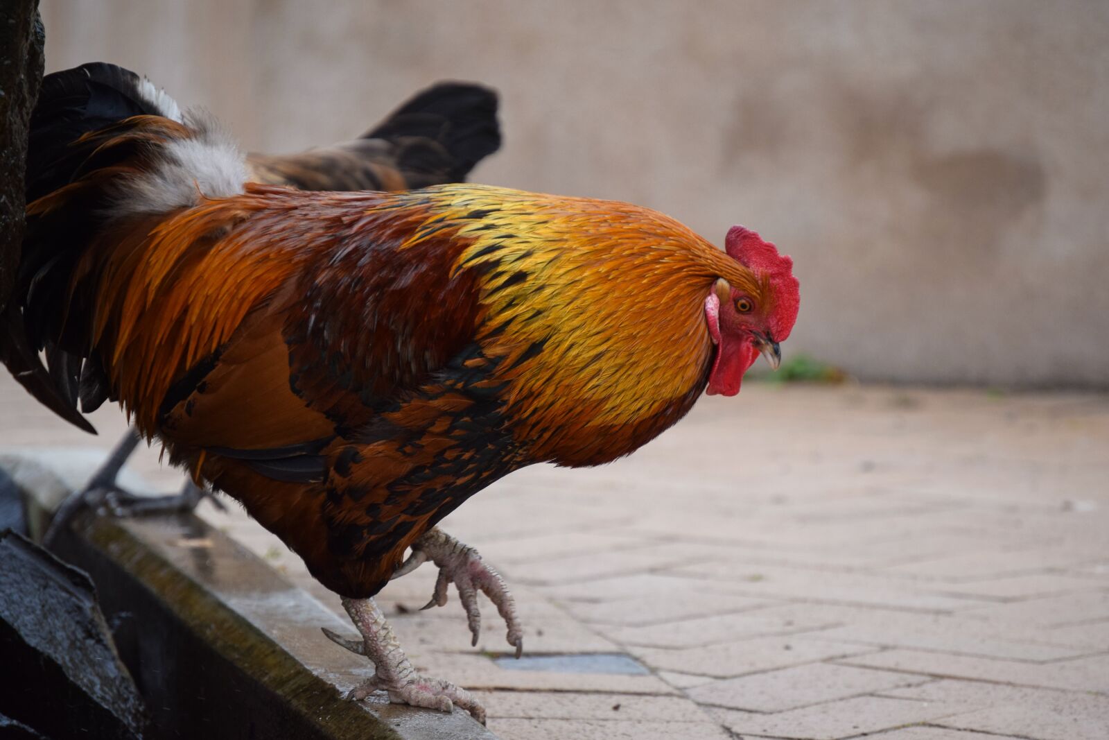 Nikon D3300 sample photo. Rooster, walk, trudging photography