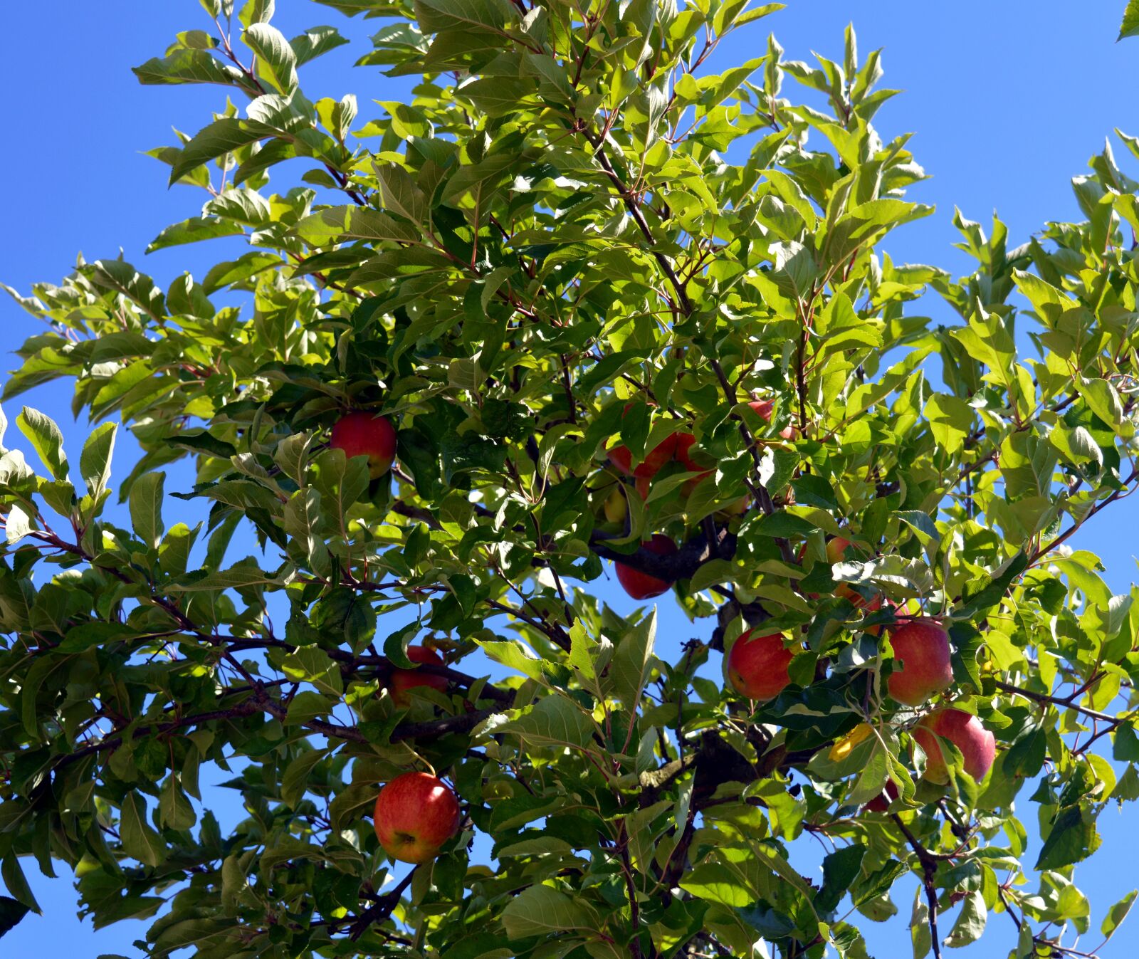 Nikon D3200 sample photo. Apple tree, tree, apple photography