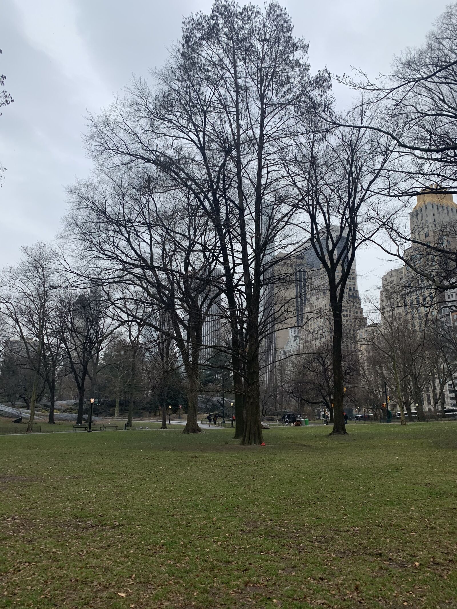 iPhone XR back camera 4.25mm f/1.8 sample photo. Tree, ny, m photography