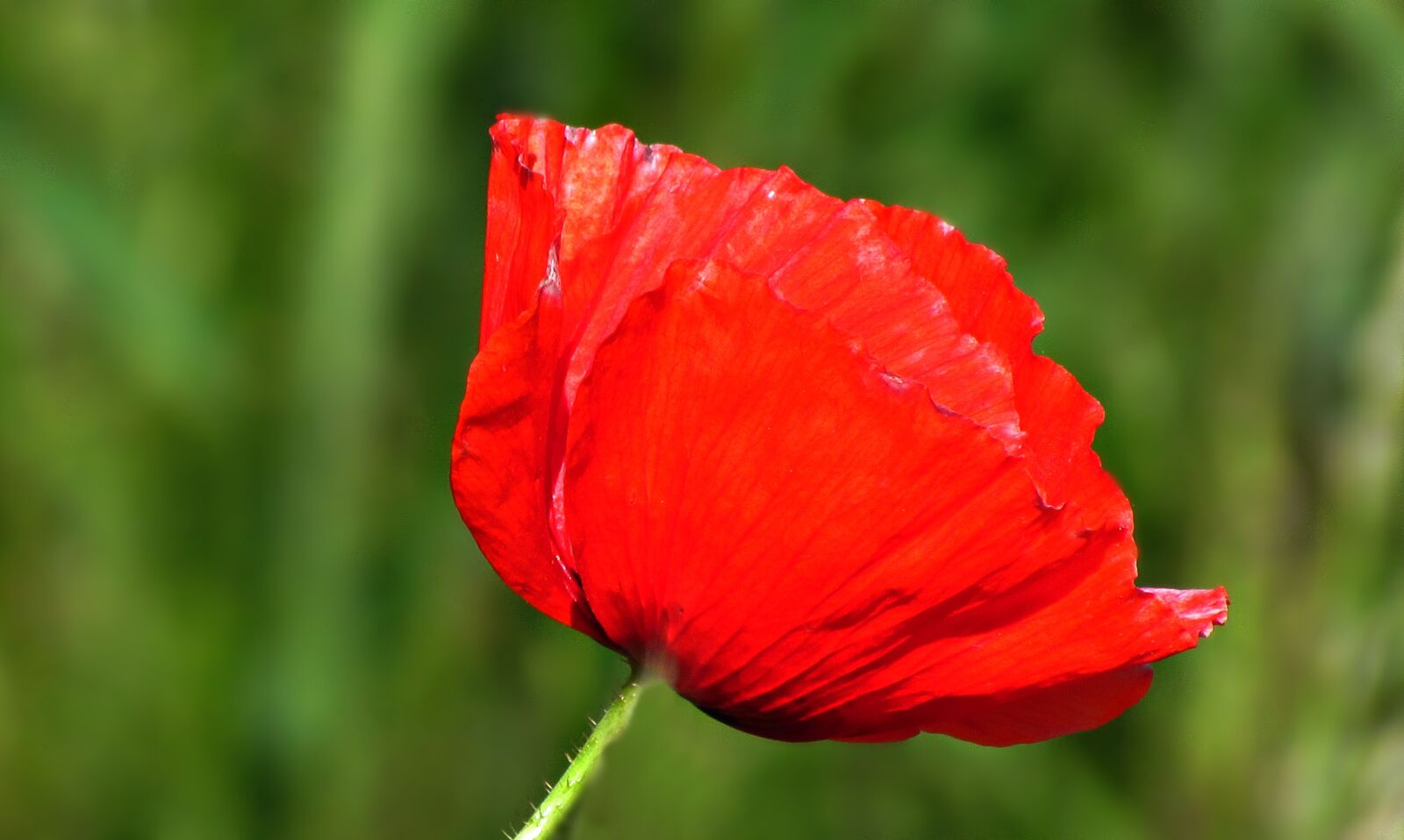 Canon PowerShot SX30 IS sample photo. Field, poppy, poppies photography