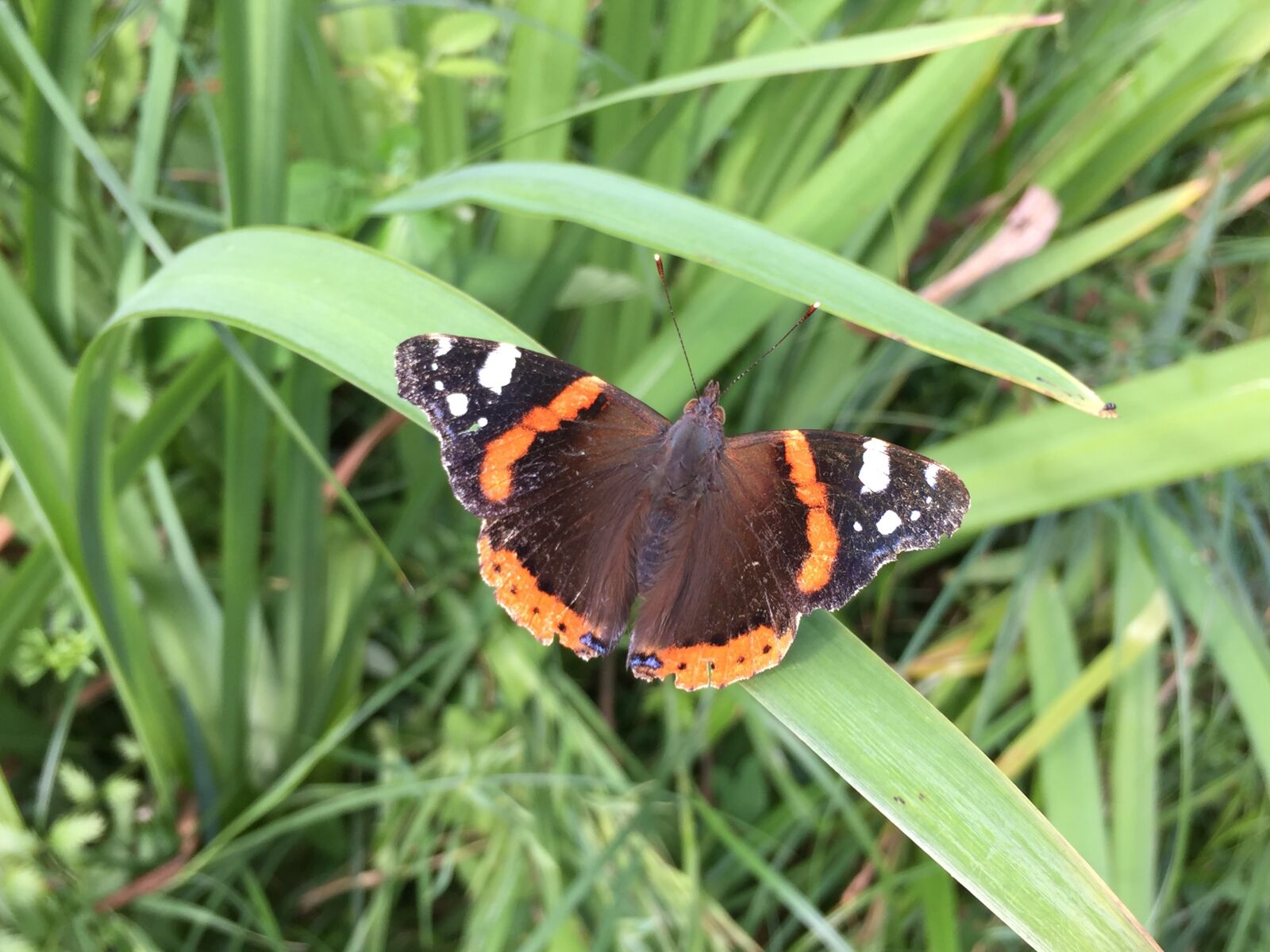 iPhone 6 back camera 4.15mm f/2.2 sample photo. Butterfly, admiral, edelfalter photography